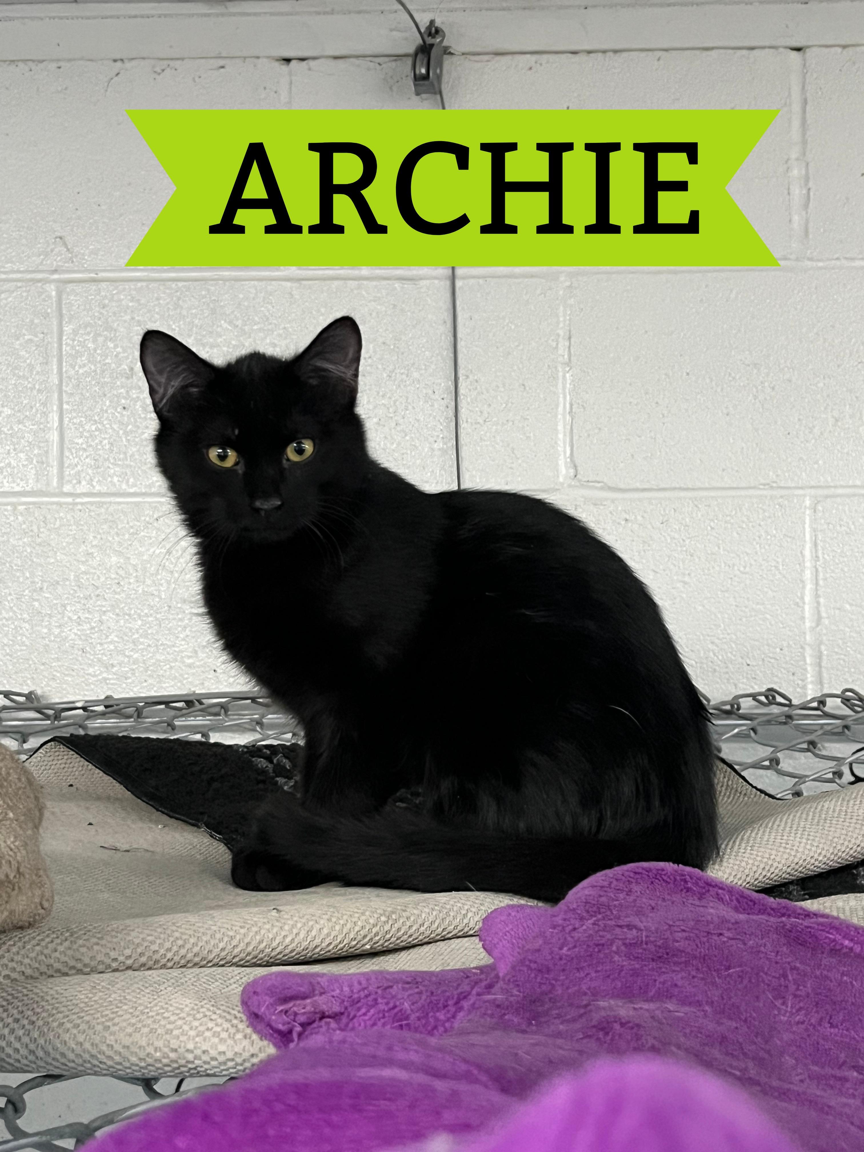 Archie, ADOPTABLE, Young Male Tabby.