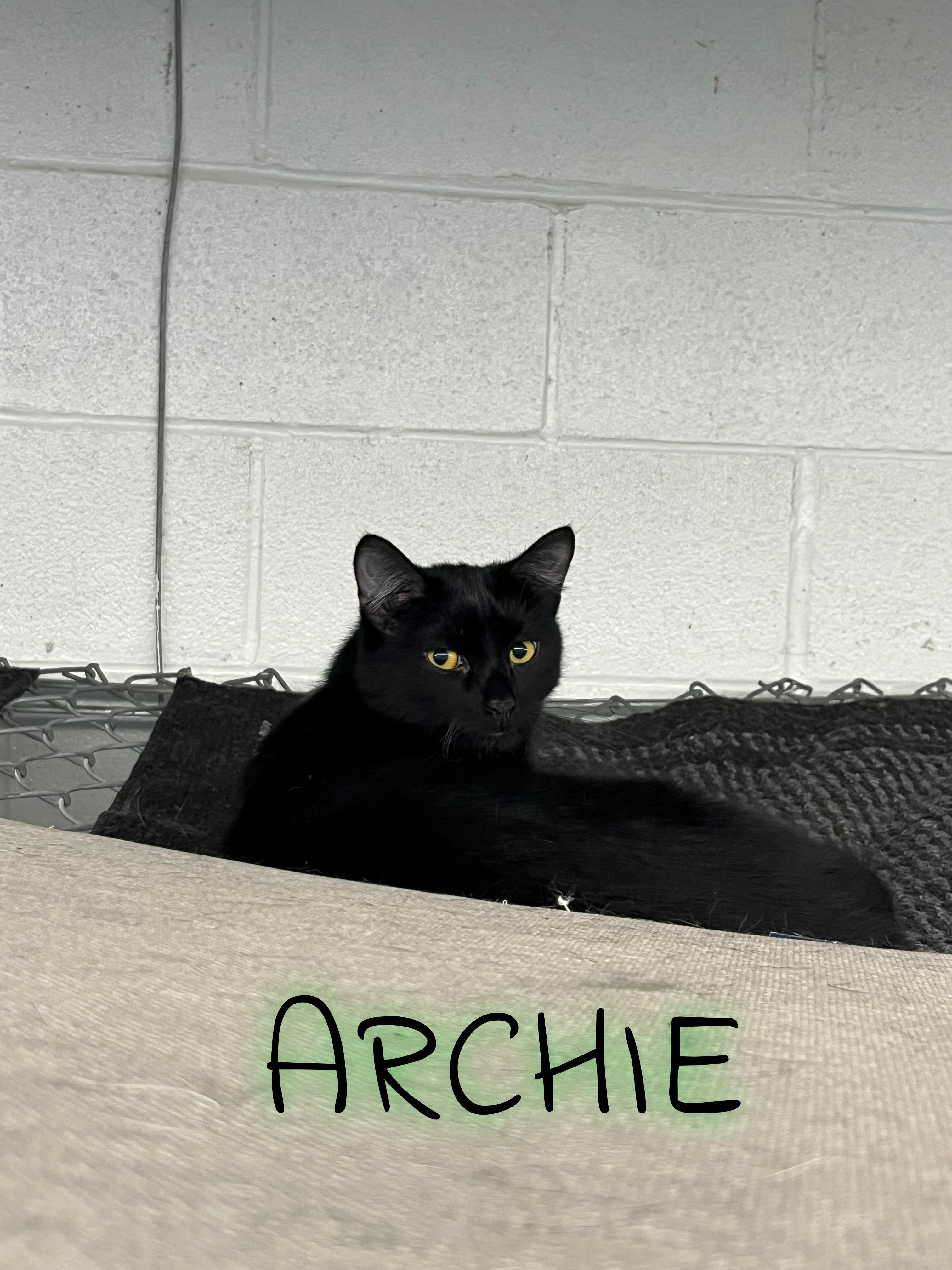 Archie, a ADOPTABLE Tabby in Pompton Plains, NJ image 2/3