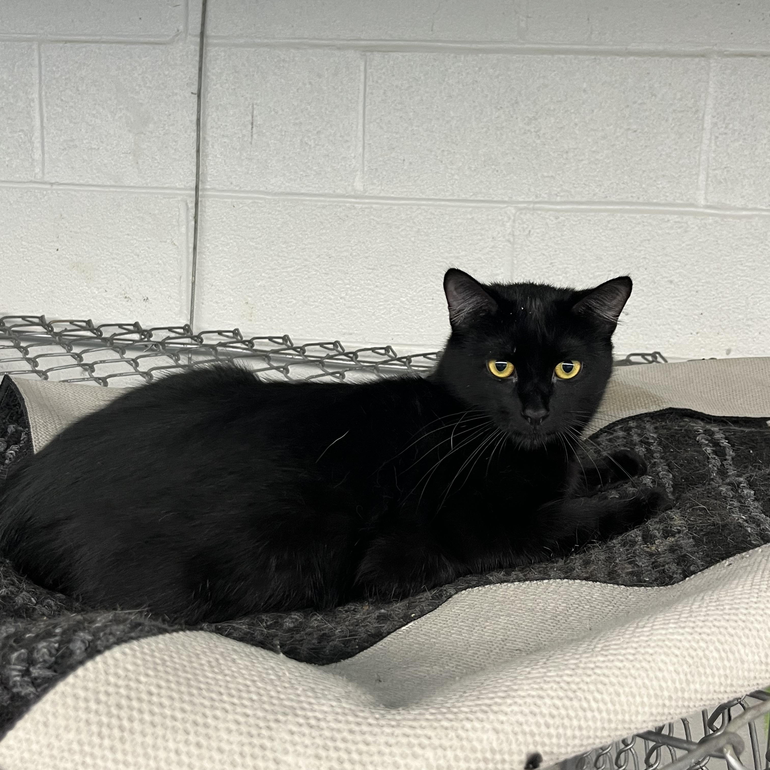 Archie, a ADOPTABLE Tabby in Pompton Plains, NJ image 3/3