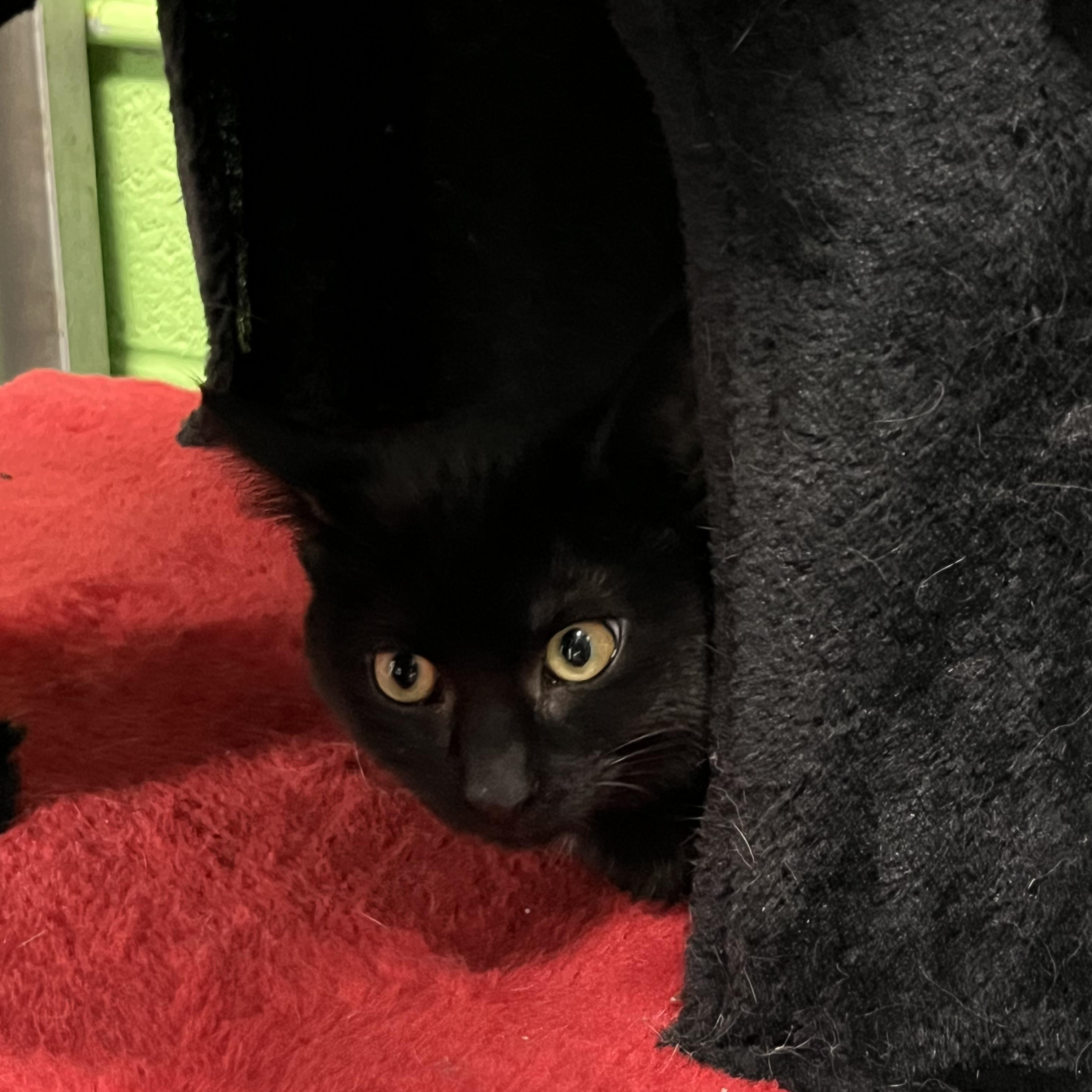 Ava, ADOPTABLE, Young Female Tabby.