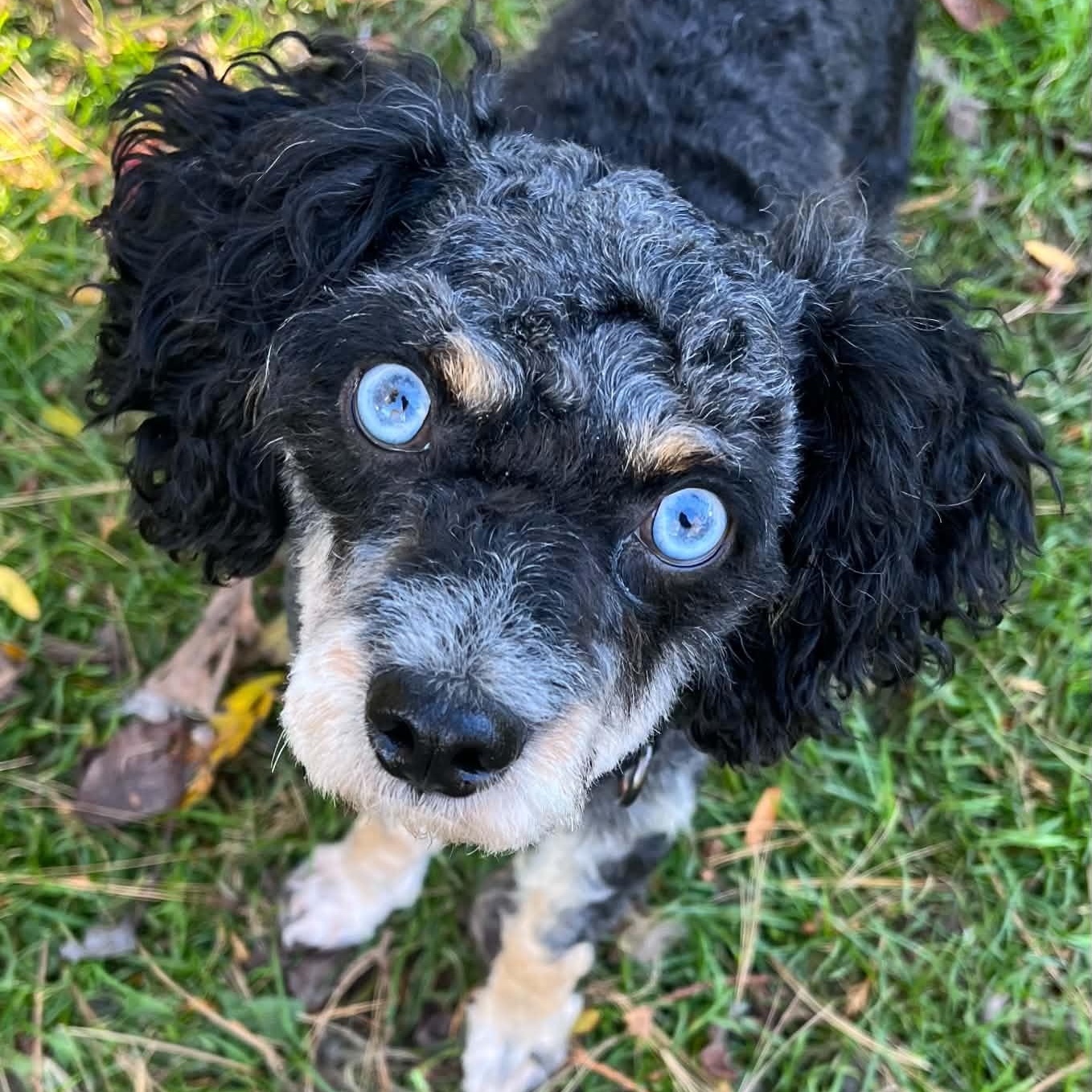 Enlarge Dax, a Adoptable Aussiedoodle in Rochester, NY image 1/3