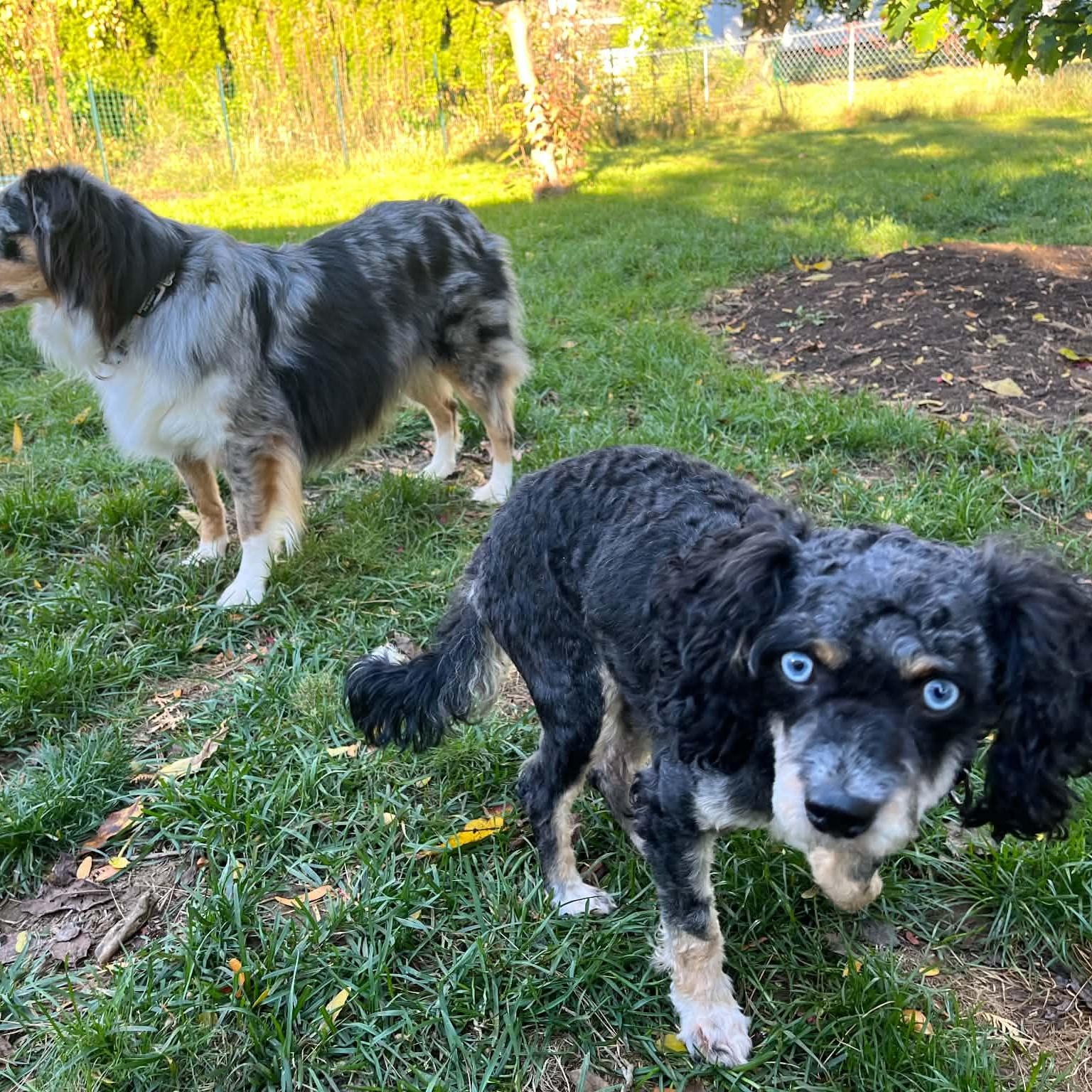 Enlarge Dax, a Adoptable Aussiedoodle in Rochester, NY image 3/3