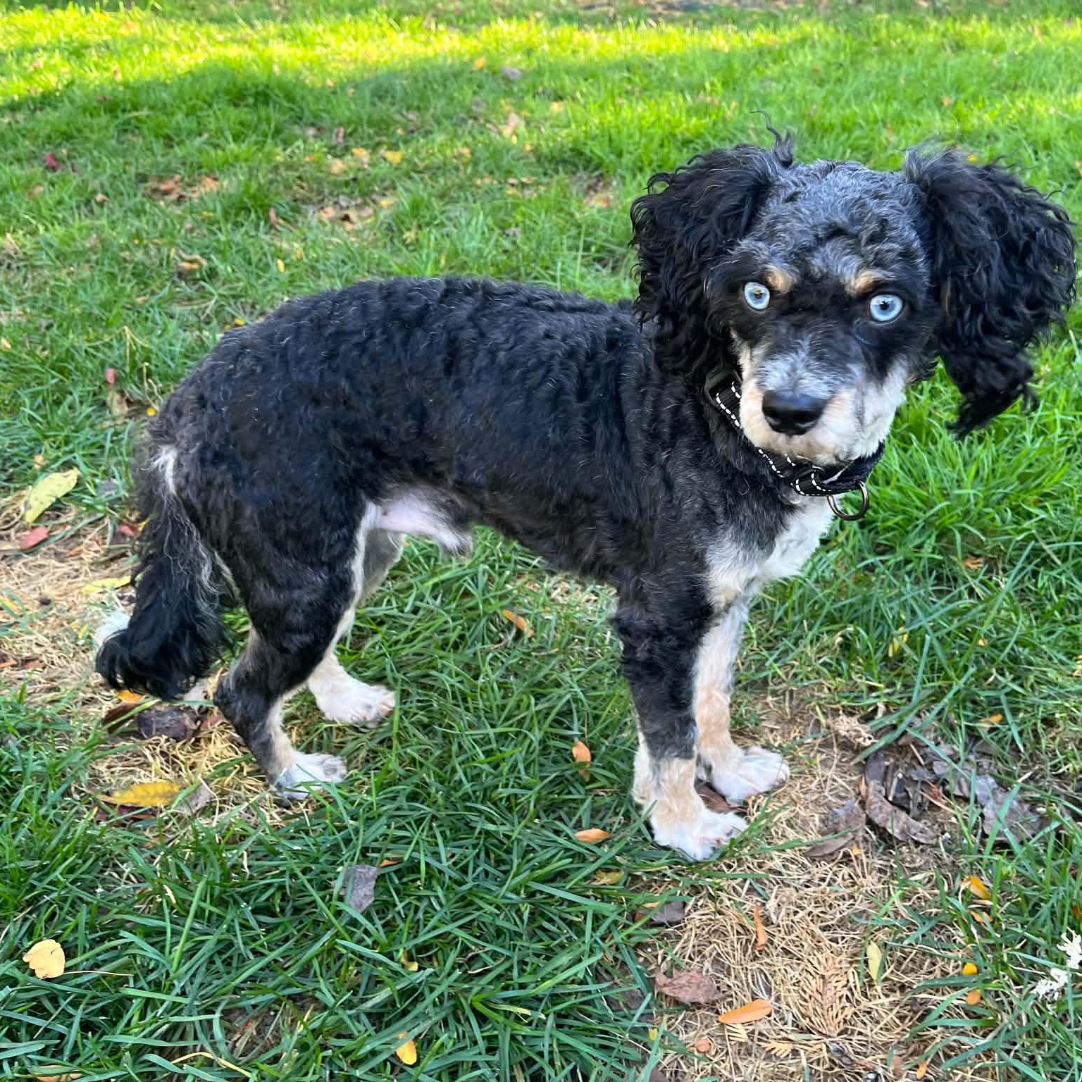 Enlarge Dax, a Adoptable Aussiedoodle in Rochester, NY image 2/3