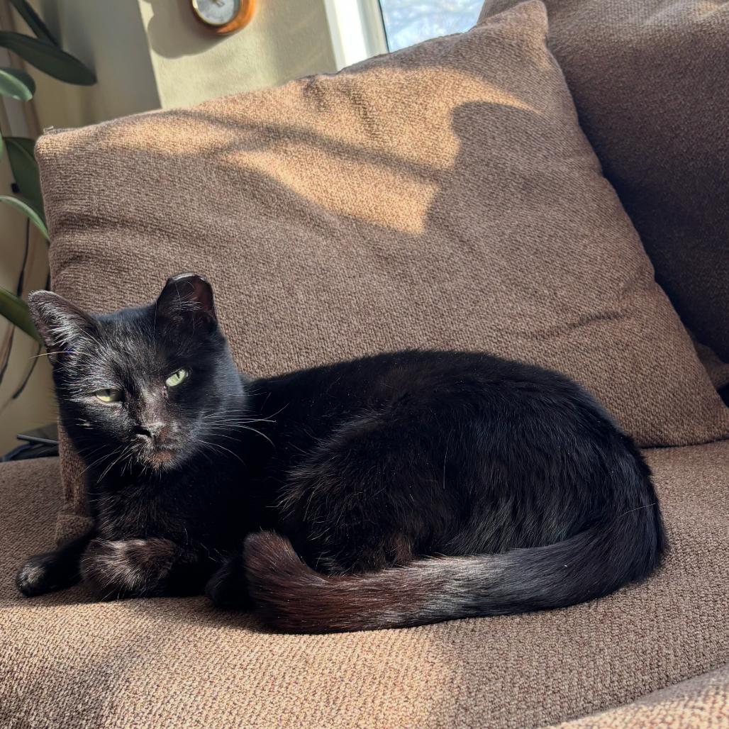 Theodora, Adoptable, Adult Female Domestic Short Hair.