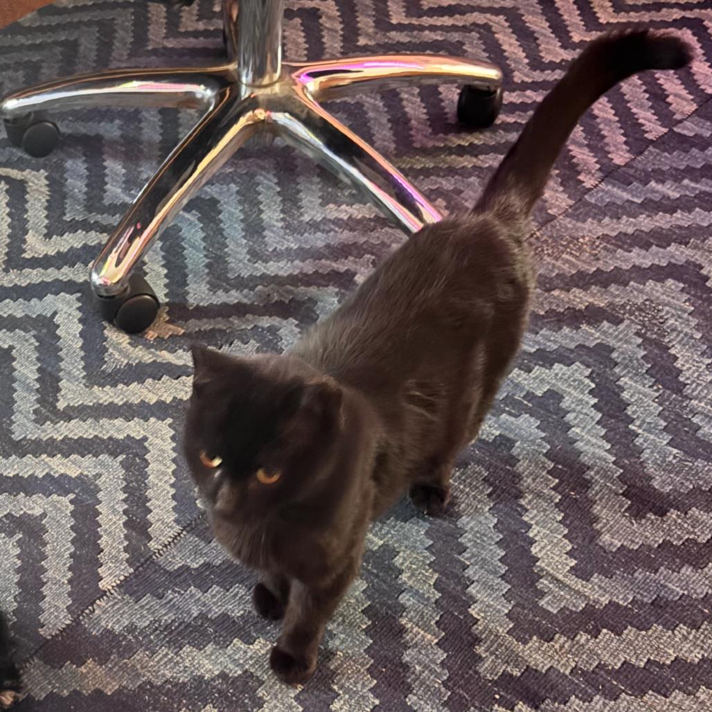 Enlarge Theodora, a Adoptable Domestic Short Hair in Ferndale, MI image 2/5