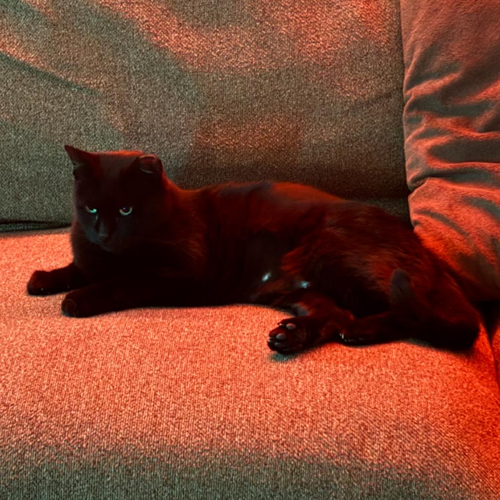 Enlarge Theodora, a Adoptable Domestic Short Hair in Ferndale, MI image 3/5