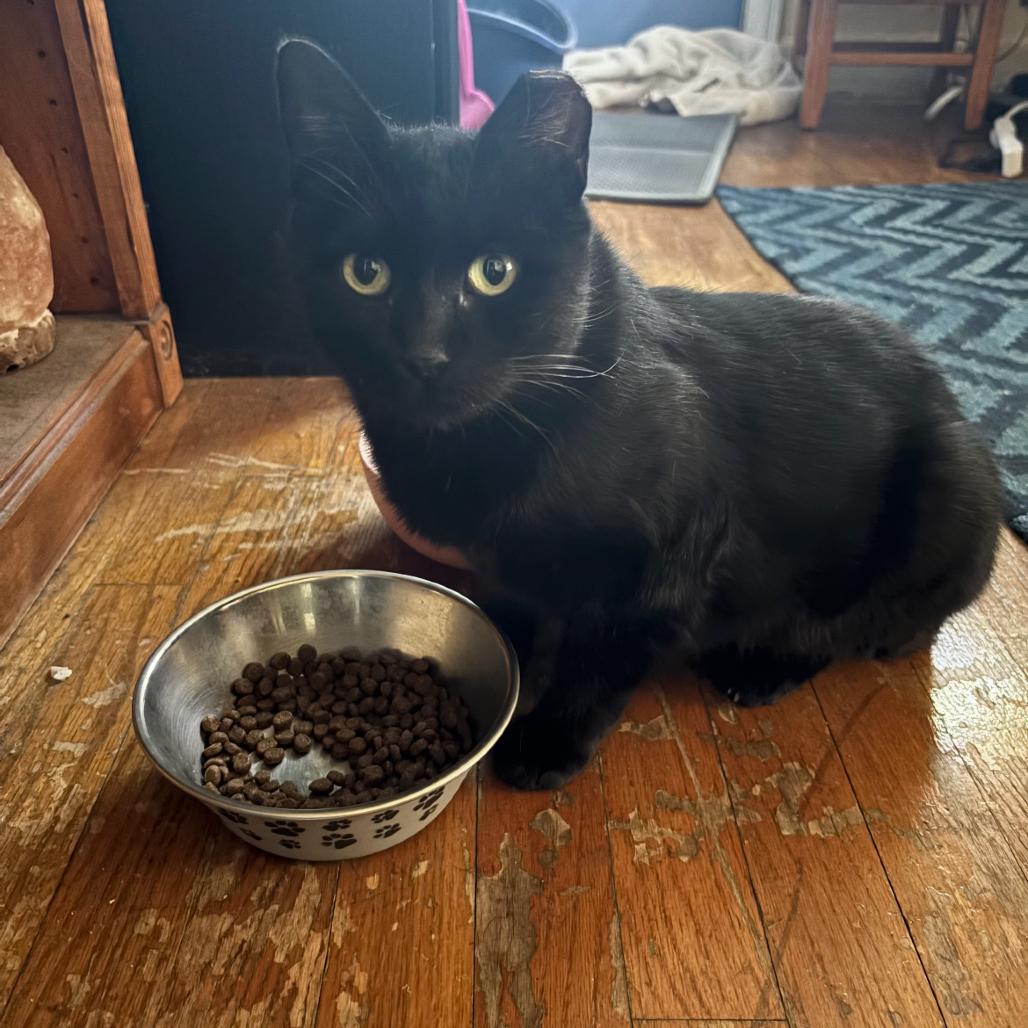 Enlarge Theodora, a Adoptable Domestic Short Hair in Ferndale, MI image 4/5