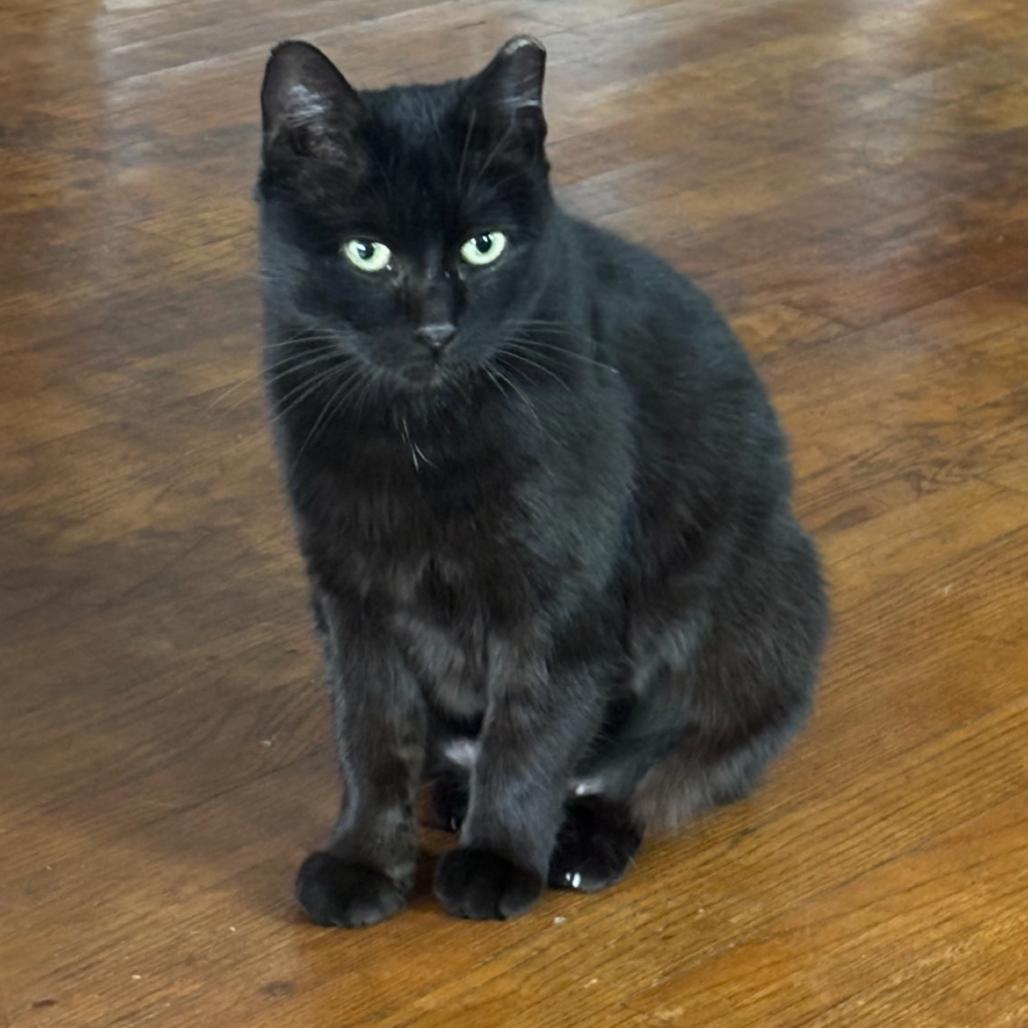 Enlarge Theodora, a Adoptable Domestic Short Hair in Ferndale, MI image 5/5