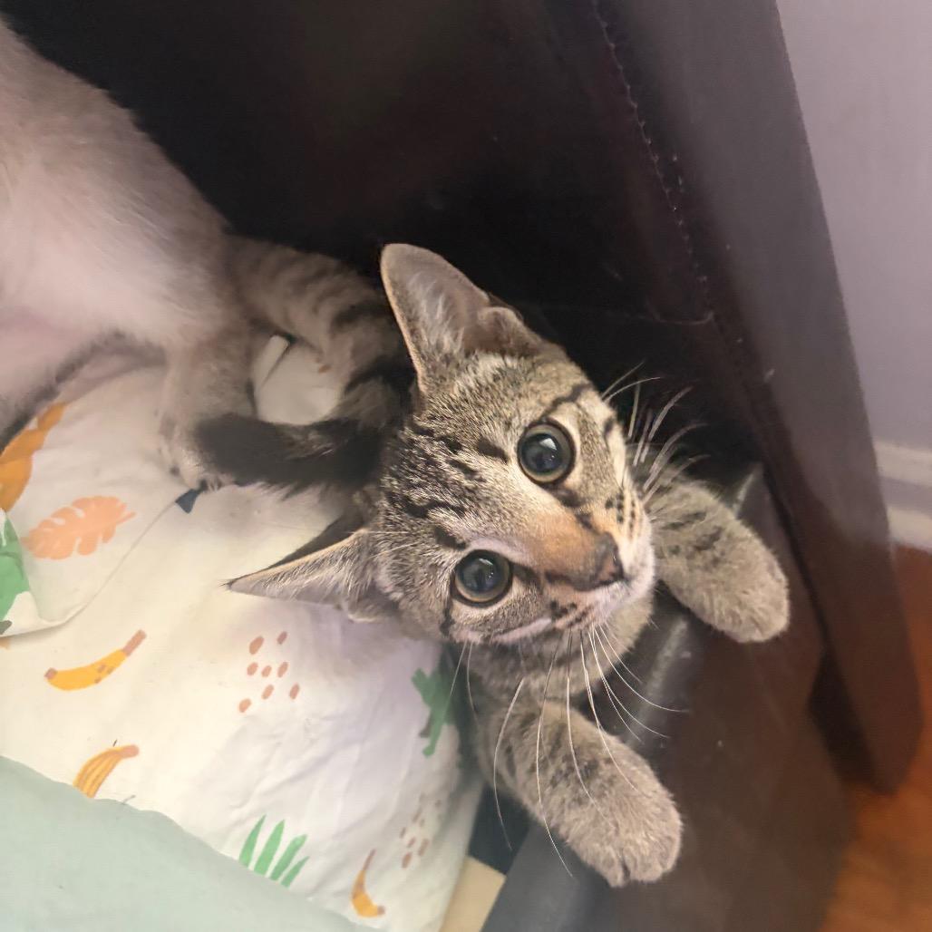 Enlarge Torque Wrench, a Adoptable Domestic Short Hair in Wilmington, NC image 5/5