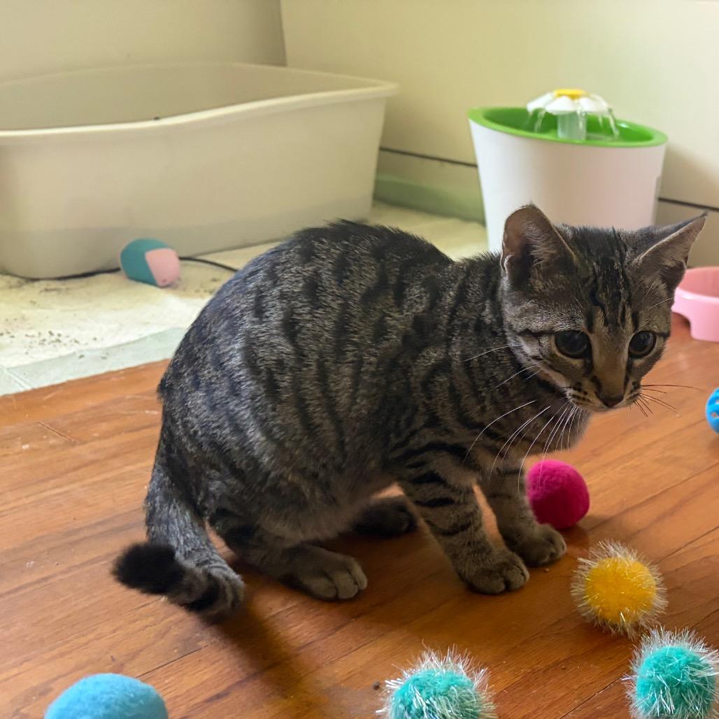 Enlarge Torque Wrench, a Adoptable Domestic Short Hair in Wilmington, NC image 3/5