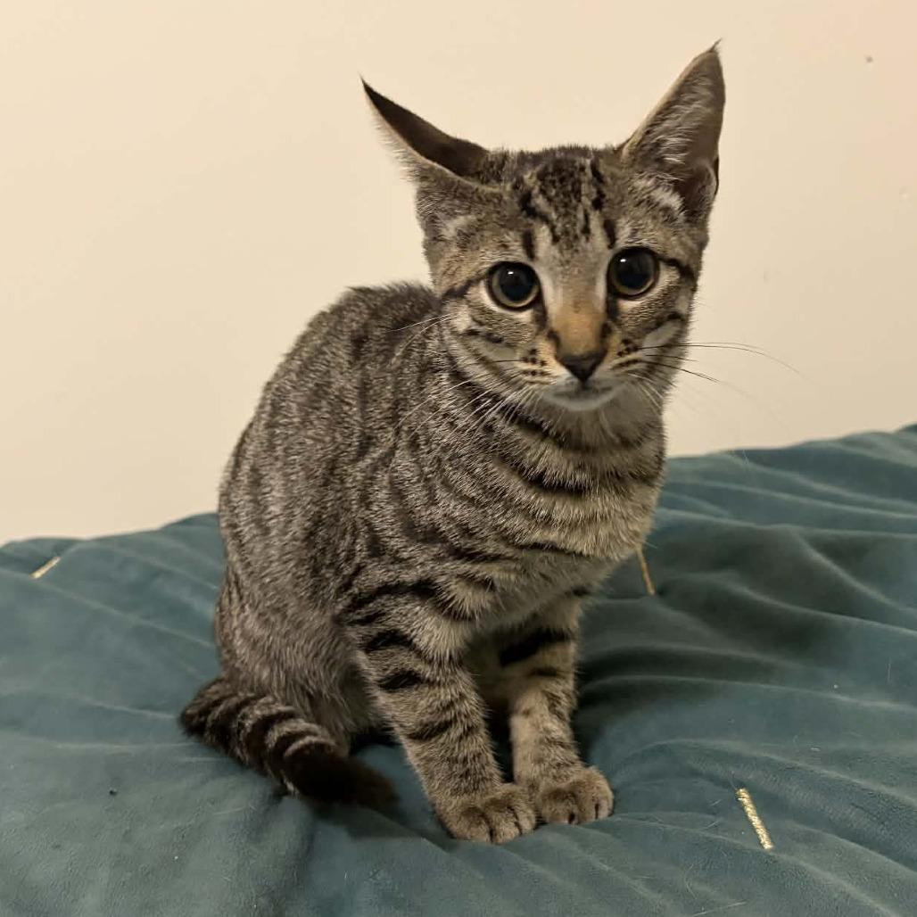 Torque Wrench, Adoptable, Kitten Female Domestic Short Hair.