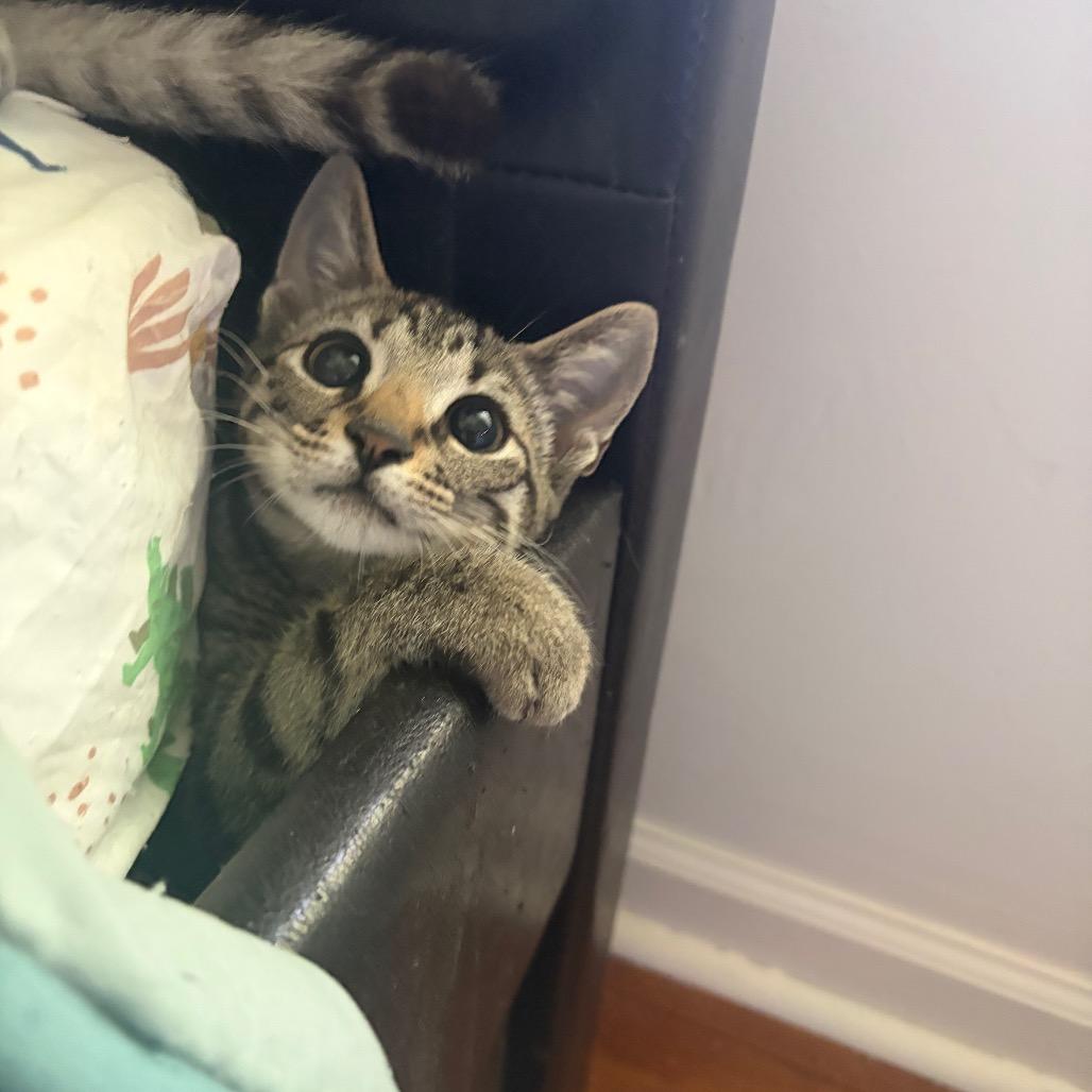 Enlarge Torque Wrench, a Adoptable Domestic Short Hair in Wilmington, NC image 2/5