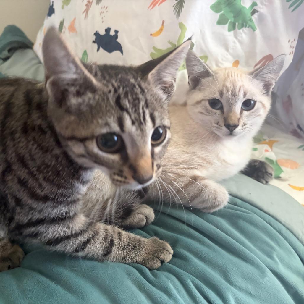 Enlarge Torque Wrench, a Adoptable Domestic Short Hair in Wilmington, NC image 4/5