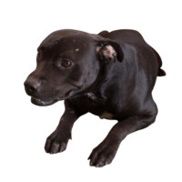 Enlarge Sebastian, a Adoptable mixed breed in Sparks, NV image 2/3