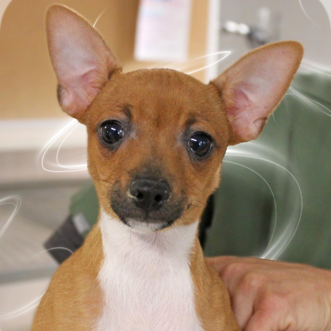 Petey, ADOPTABLE, Puppy Male Chihuahua & Dachshund.