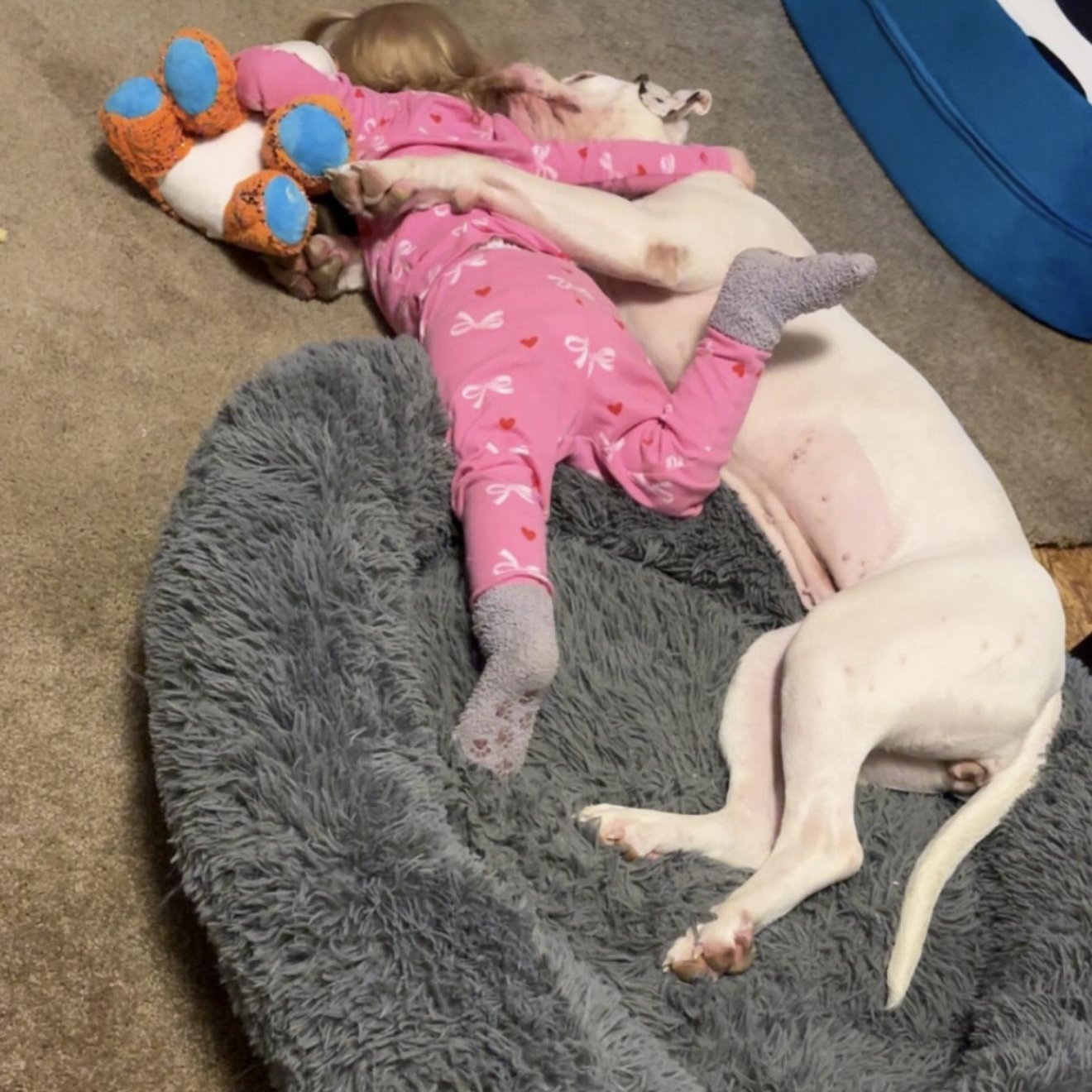 Zada, an adopted mixed breed in Junction City, KY image 2/5