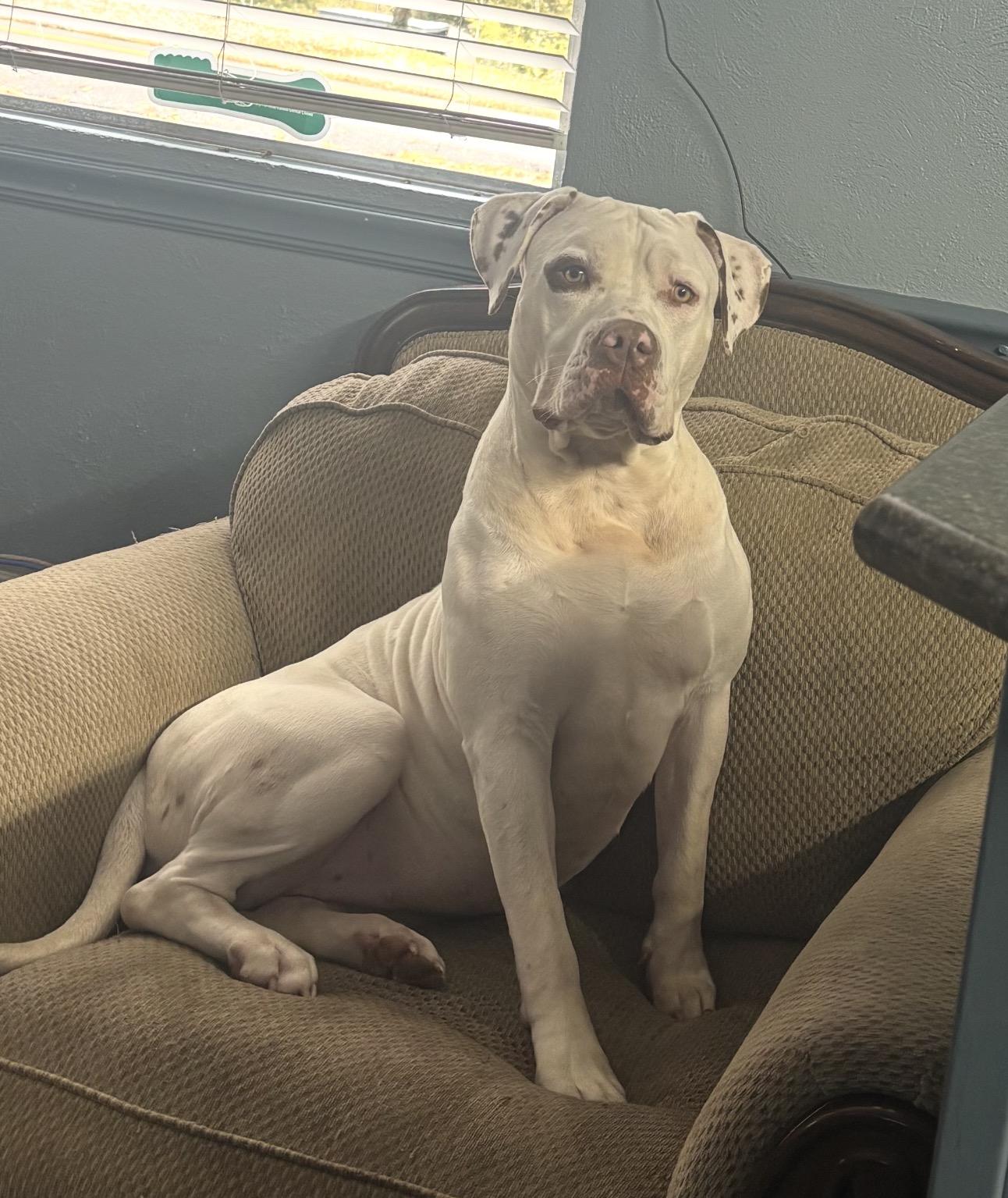 Zada, adopted, Young Female American Bully.