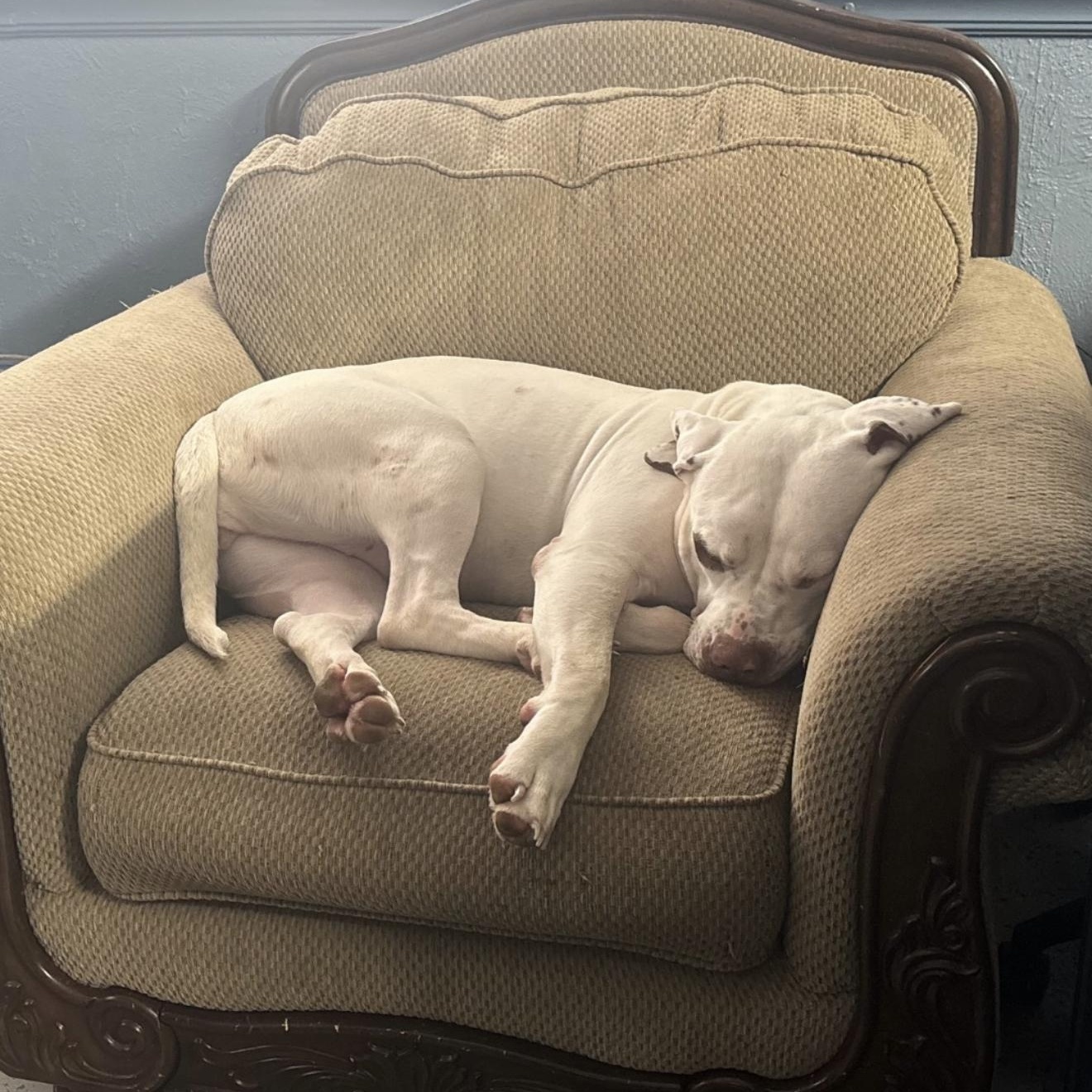 Zada, an adopted mixed breed in Junction City, KY image 3/5