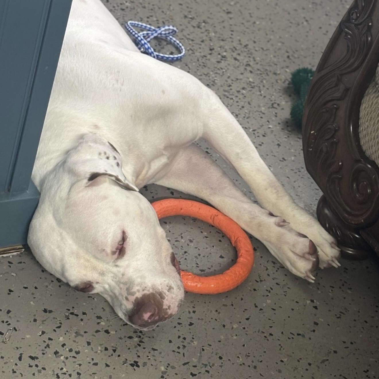 Zada, an adopted mixed breed in Junction City, KY image 4/5