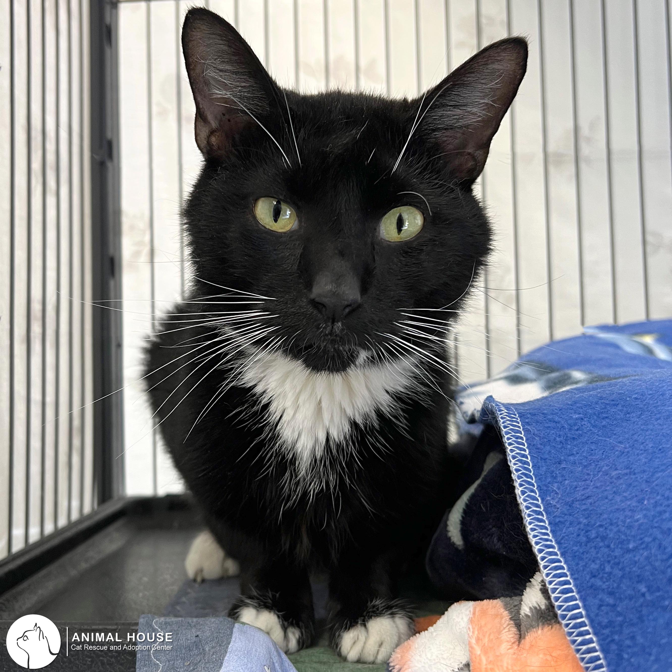 Enlarge Penguin, an adoptable Domestic Short Hair in St. Louis, MO image 3/3