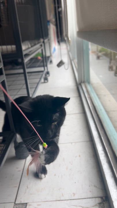 Enlarge Penguin, an adoptable Domestic Short Hair in St. Louis, MO video 2/2