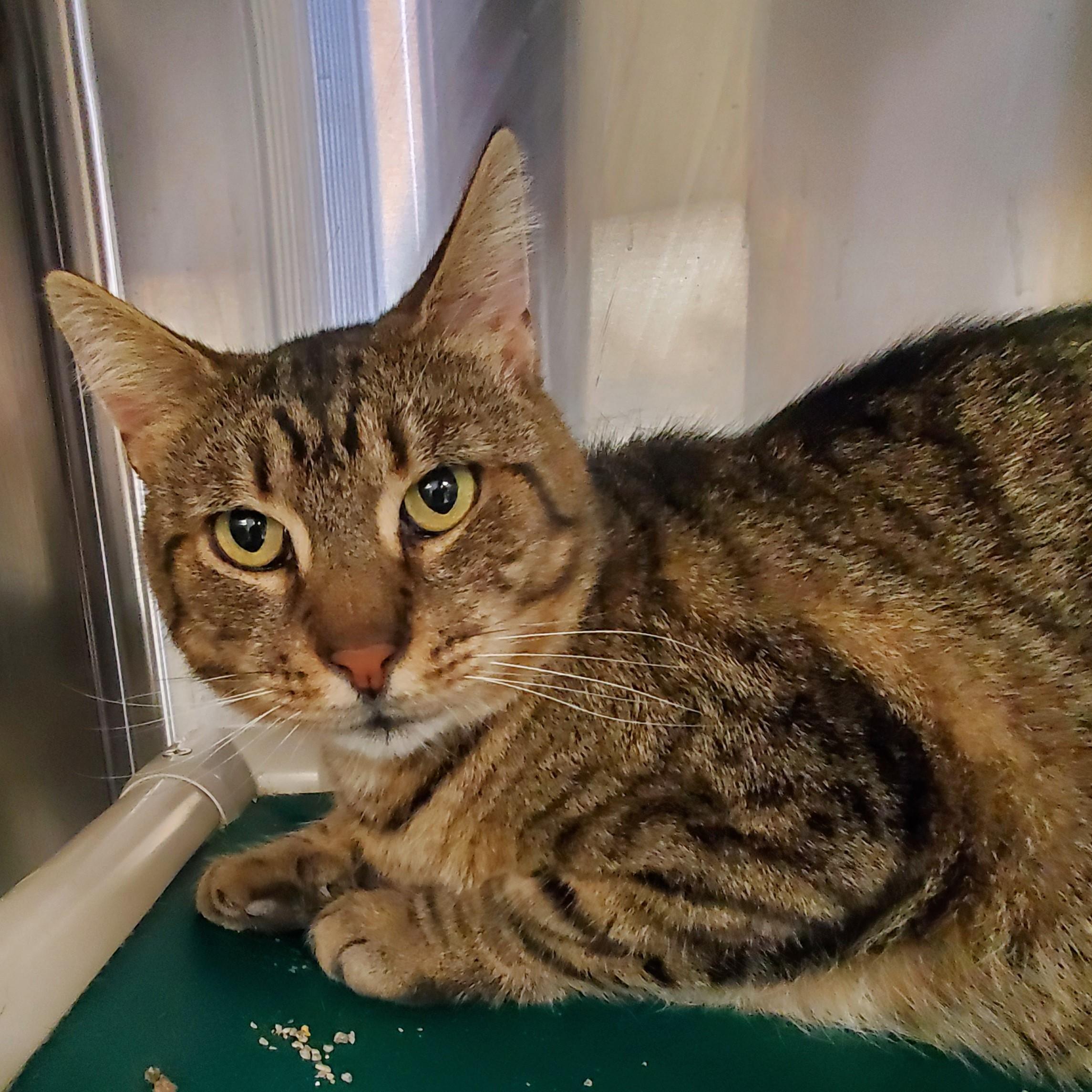 Enlarge Zayn, a ADOPTABLE Domestic Short Hair in Jersey city, NJ image 1/1