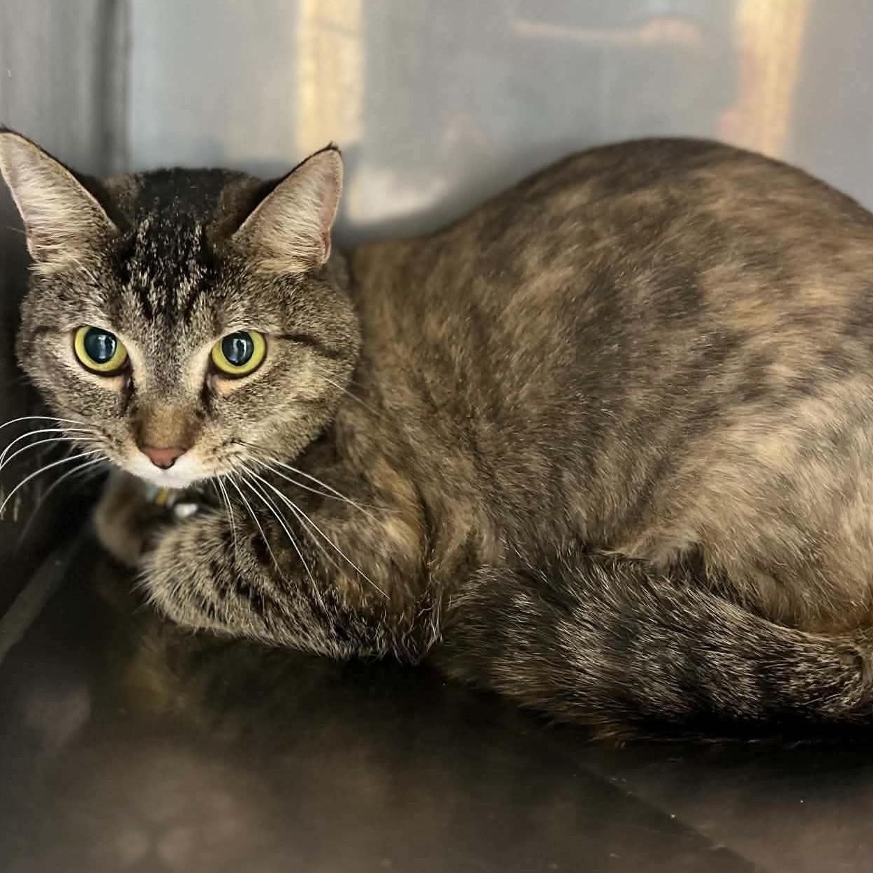 Jackie, Adoptable, Adult Female Tabby.