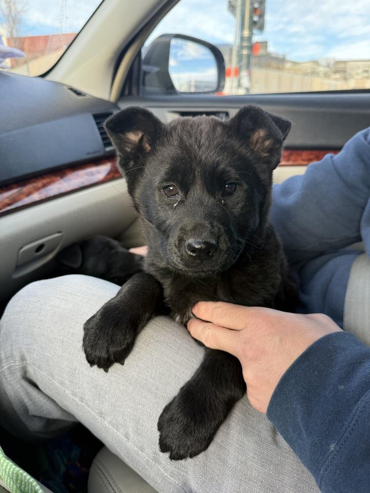 Enlarge Lizzie, a Adoptable mixed breed in Denver, CO image 1/6