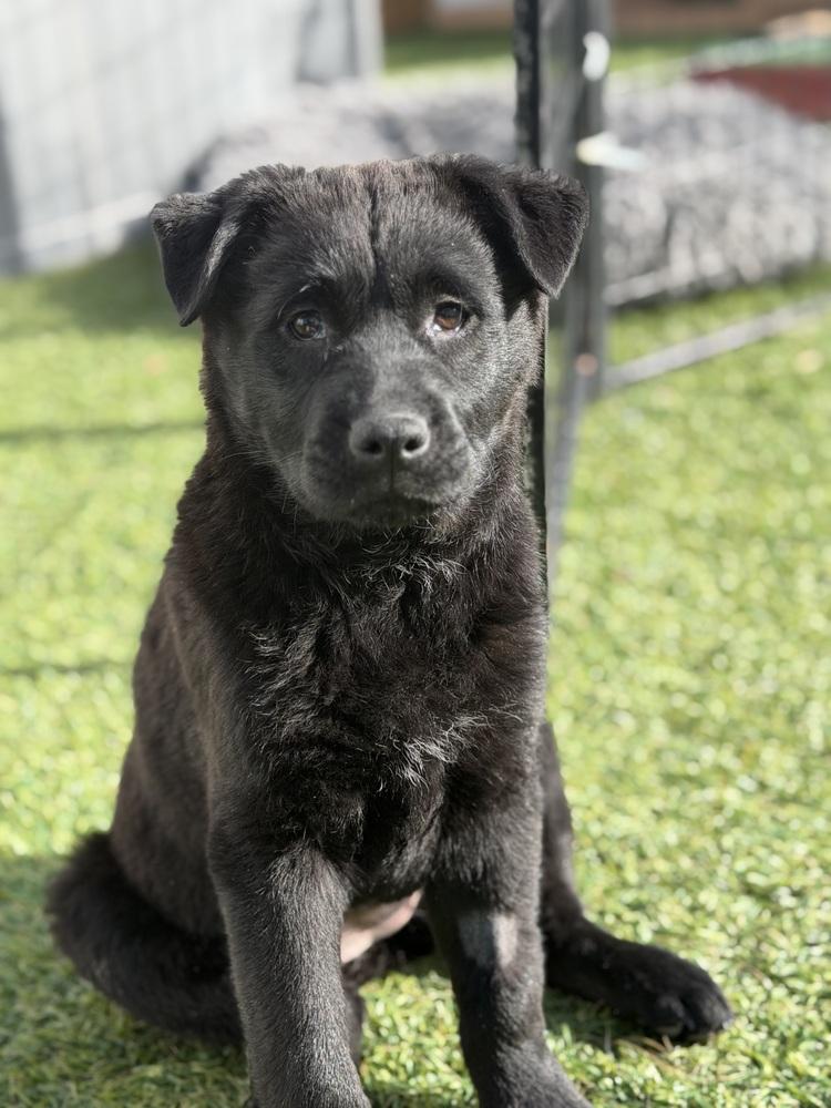 Enlarge Lizzie, a Adoptable mixed breed in Denver, CO image 2/6