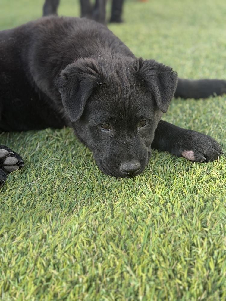 Enlarge Lizzie, a Adoptable mixed breed in Denver, CO image 4/6