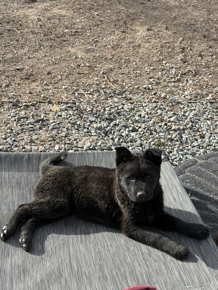 Enlarge Lizzie, a Adoptable mixed breed in Denver, CO image 4/6