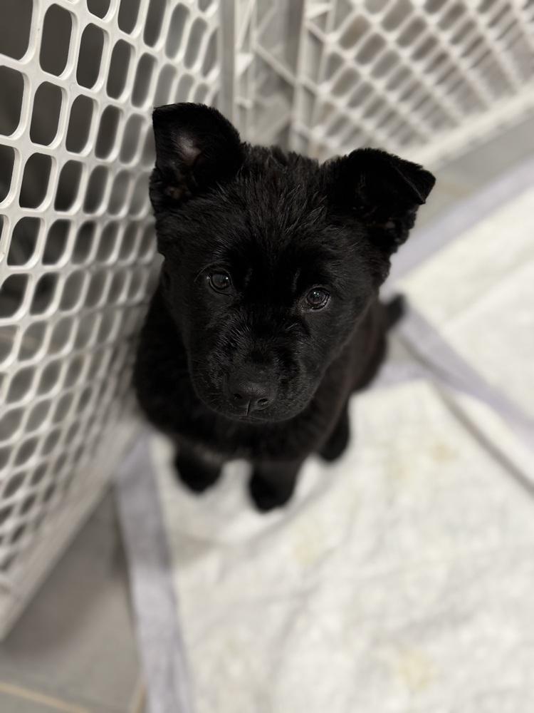 Enlarge Lizzie, a Adoptable mixed breed in Denver, CO image 5/6