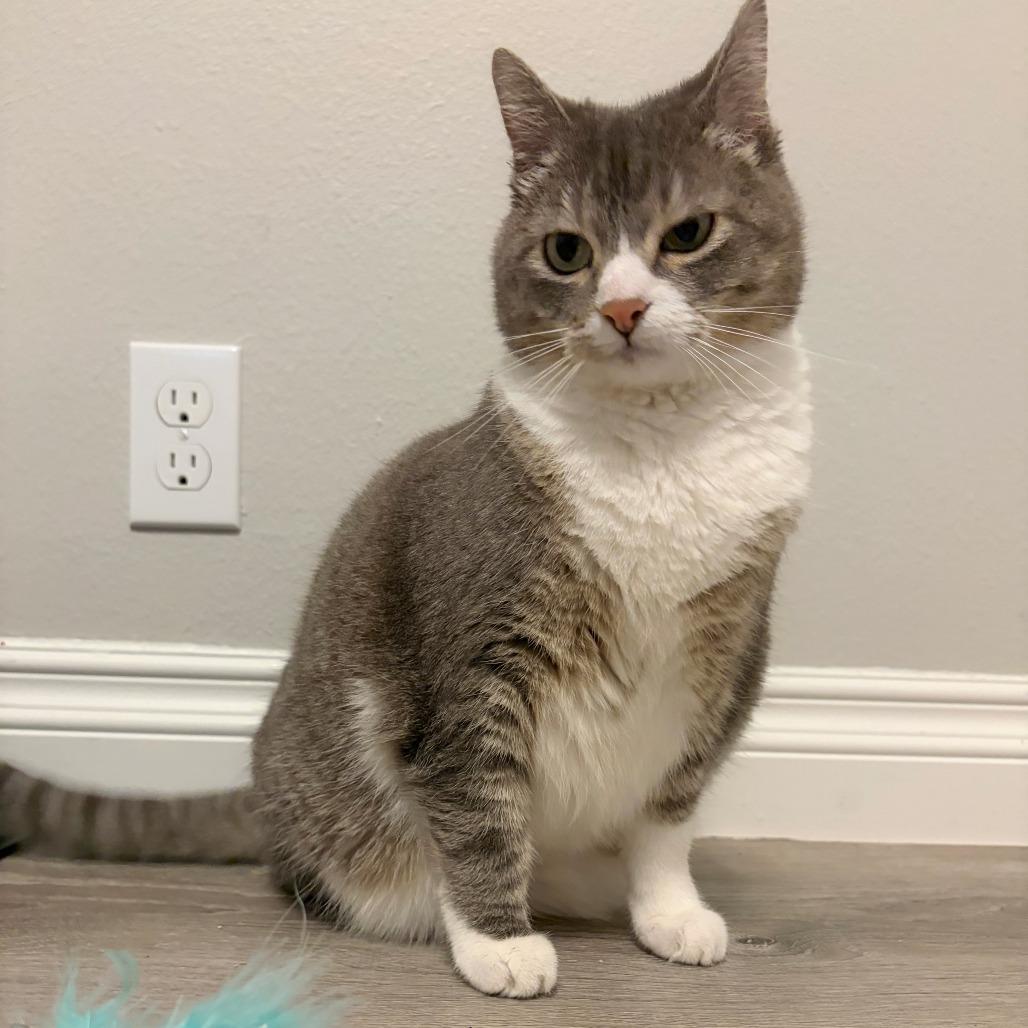 Enlarge Barbie, a Adoptable mixed breed in Woodinville, WA image 1/6
