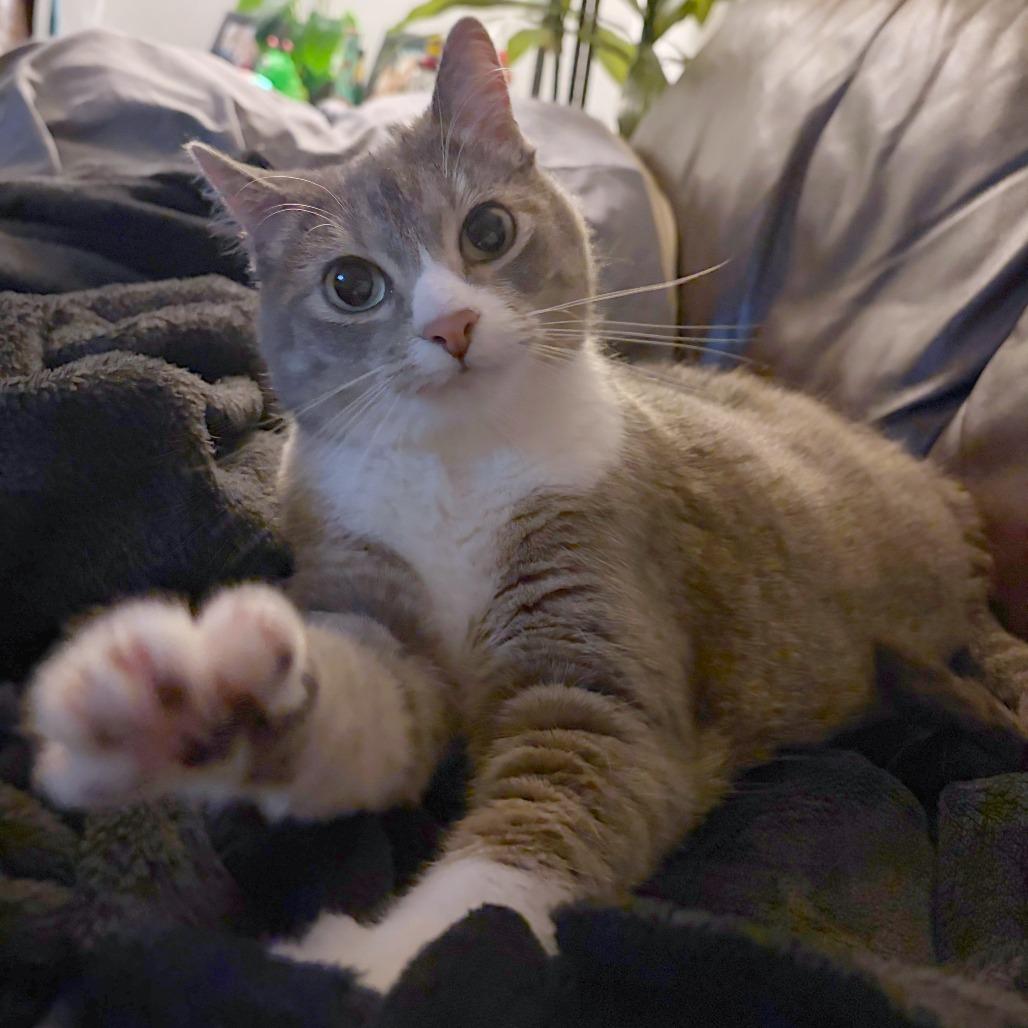 Enlarge Barbie, a Adoptable mixed breed in Woodinville, WA image 6/6