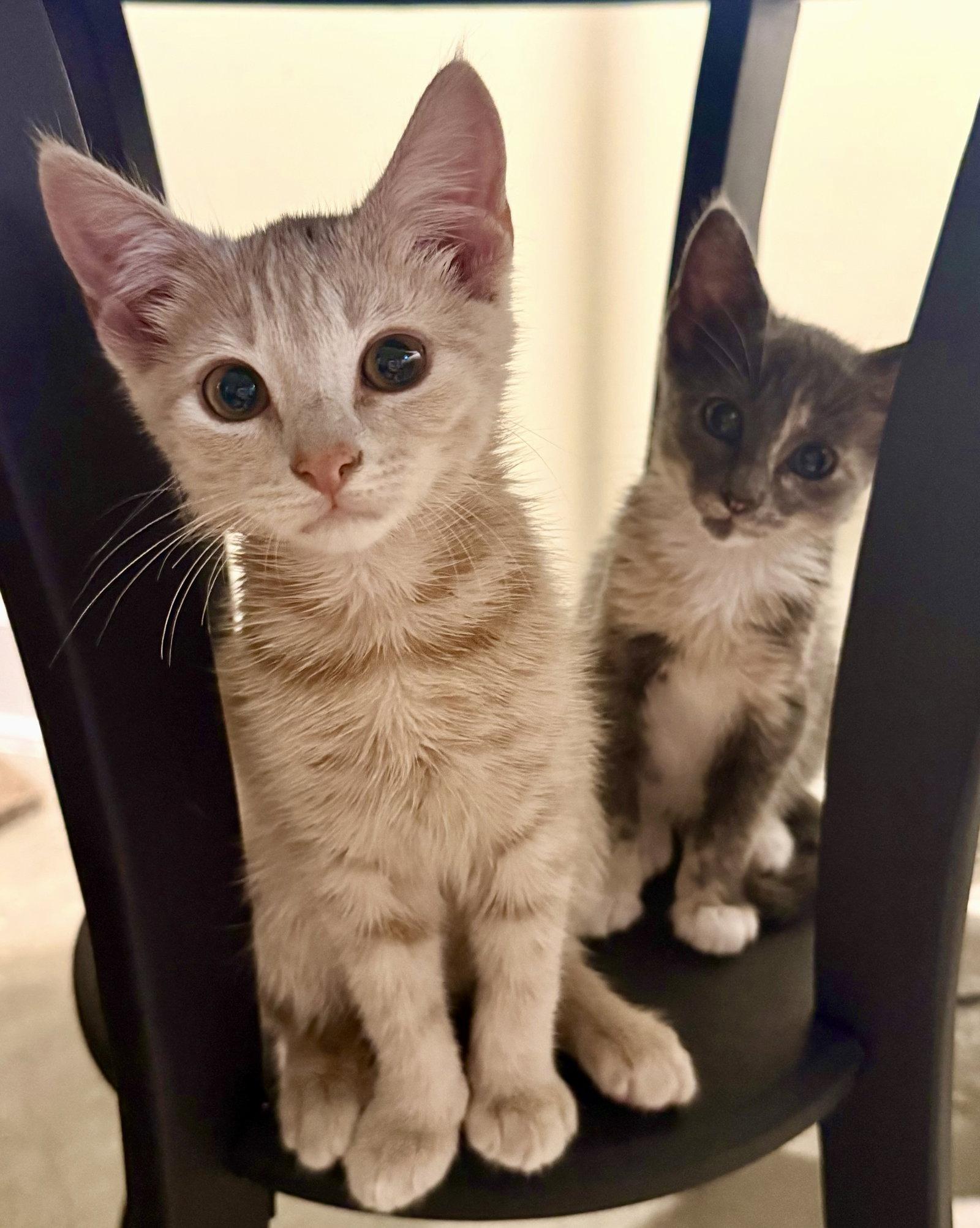Allison Chains "Alice", Adopted, Young Female Domestic Short Hair.