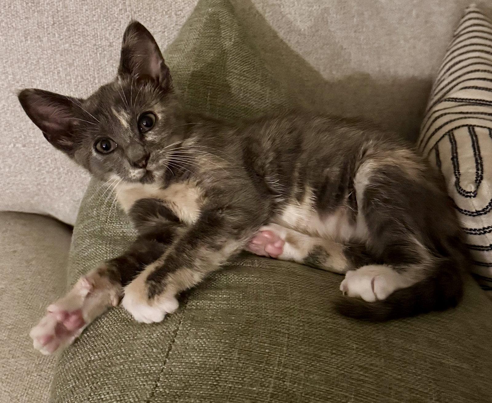 Enlarge Allison Chains "Alice", a Adopted Domestic Short Hair in Charleston, SC image 2/2