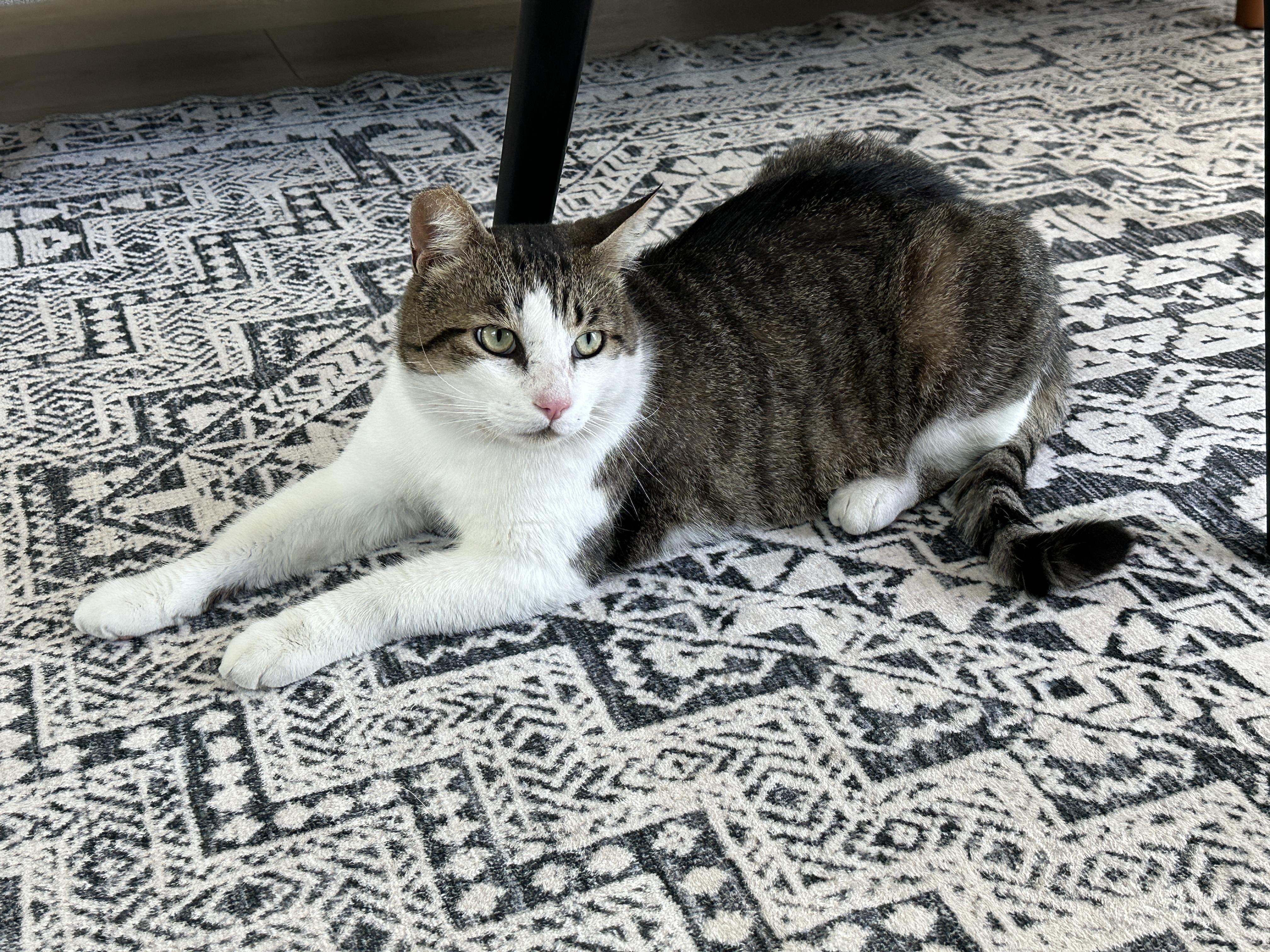 Enlarge Poncho, a Adopted American Wirehair in Santa Monica, CA image 5/5