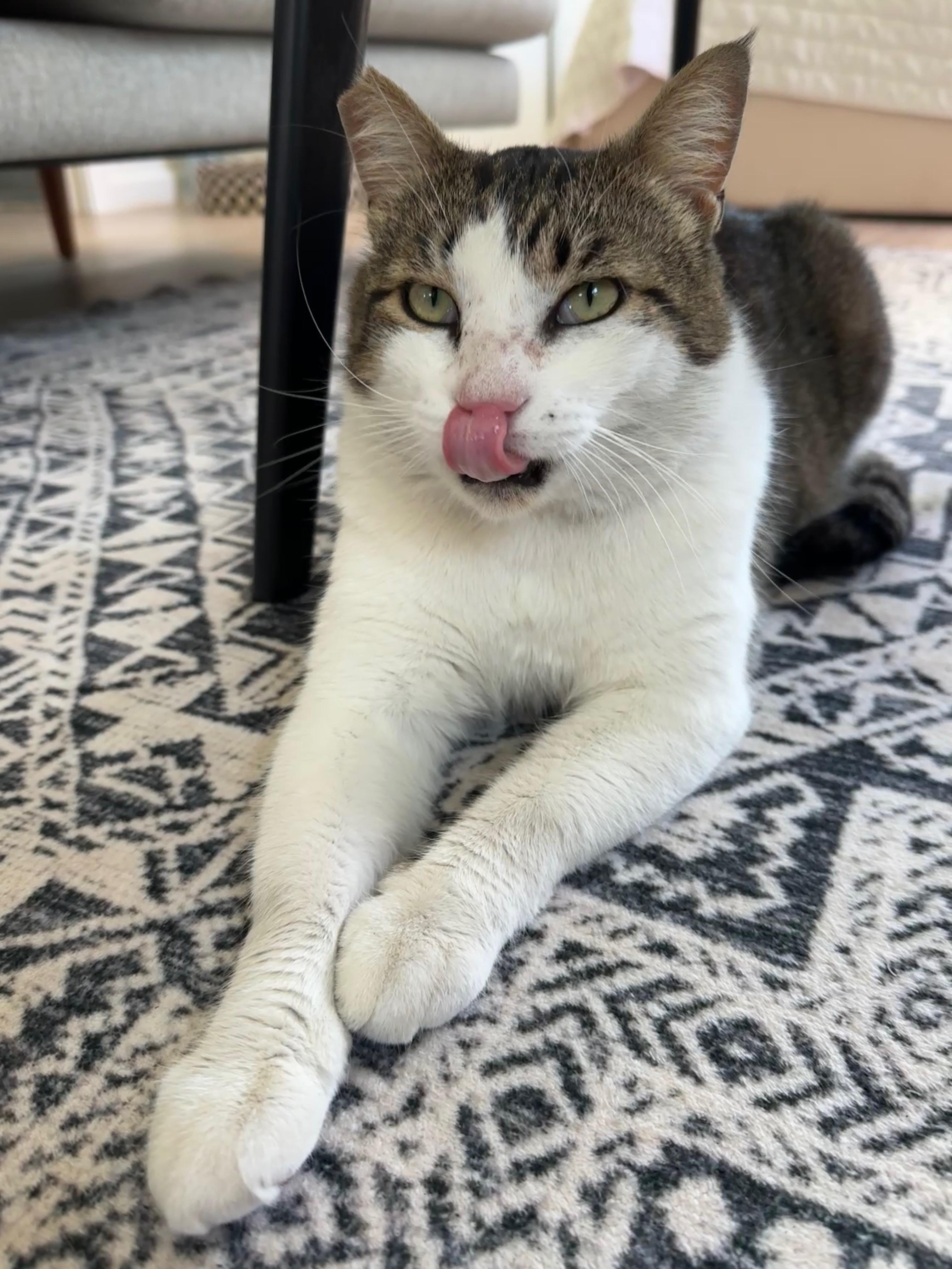 Enlarge Poncho, a Adopted American Wirehair in Santa Monica, CA image 1/5