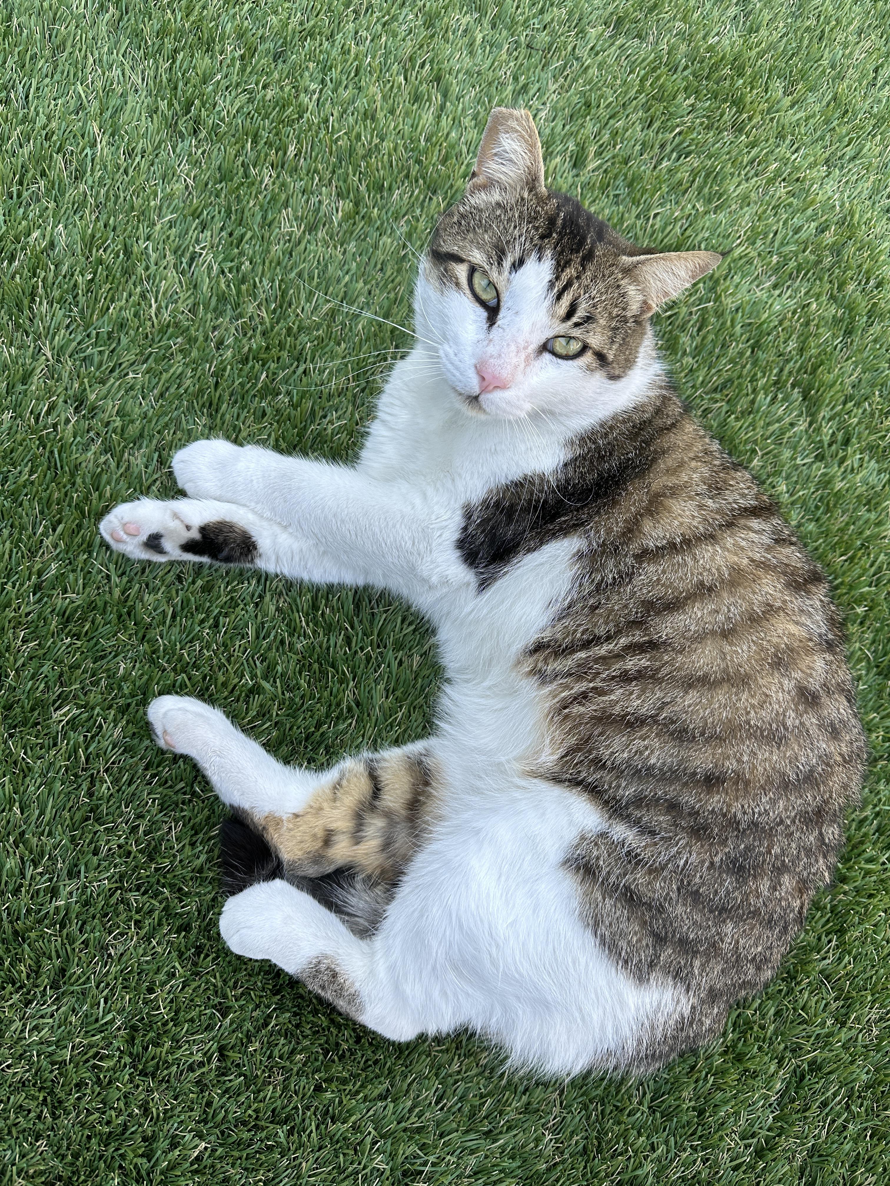 Enlarge Poncho, a Adopted American Wirehair in Santa Monica, CA image 2/5
