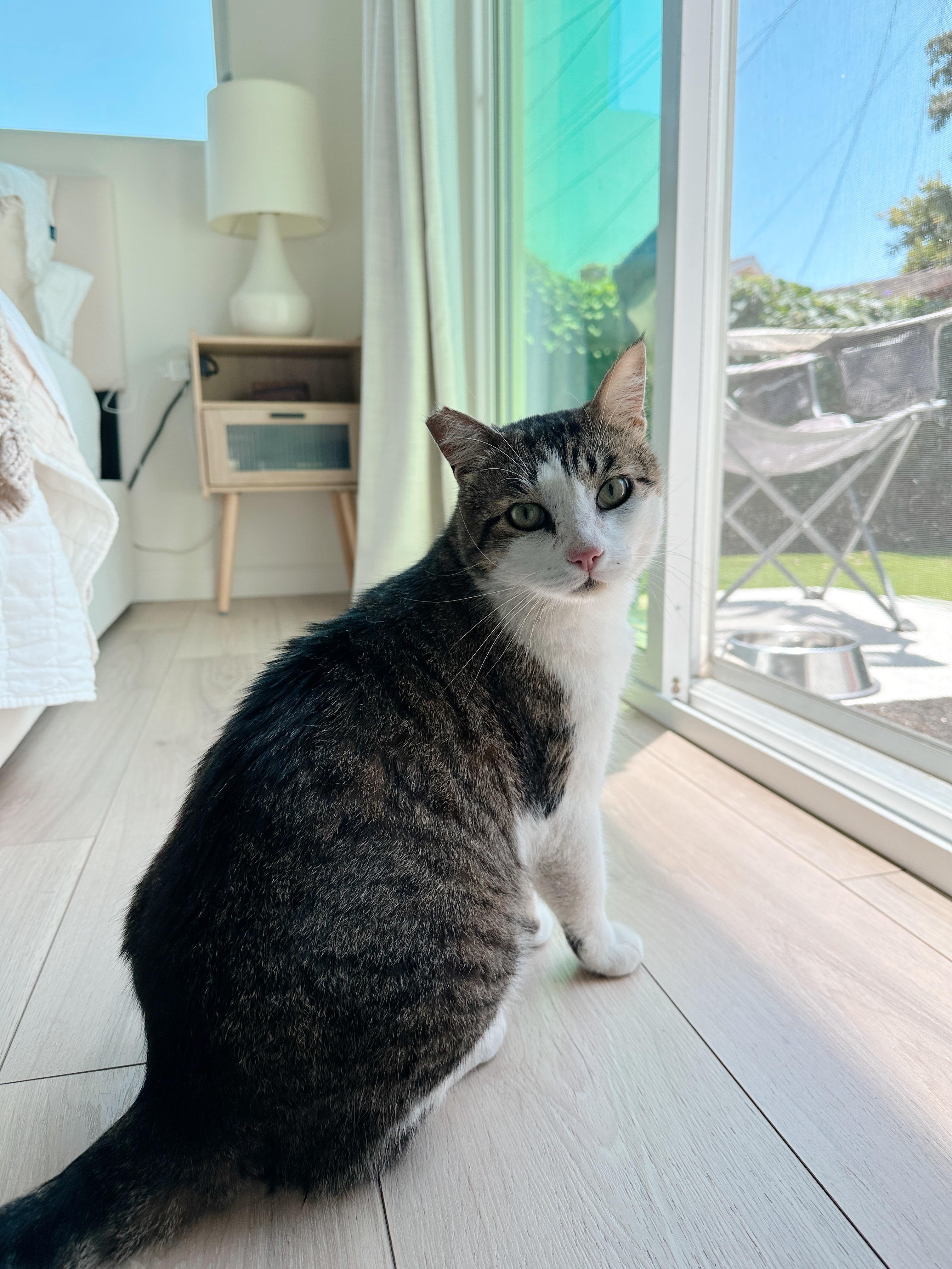 Enlarge Poncho, a Adopted American Wirehair in Santa Monica, CA image 4/5