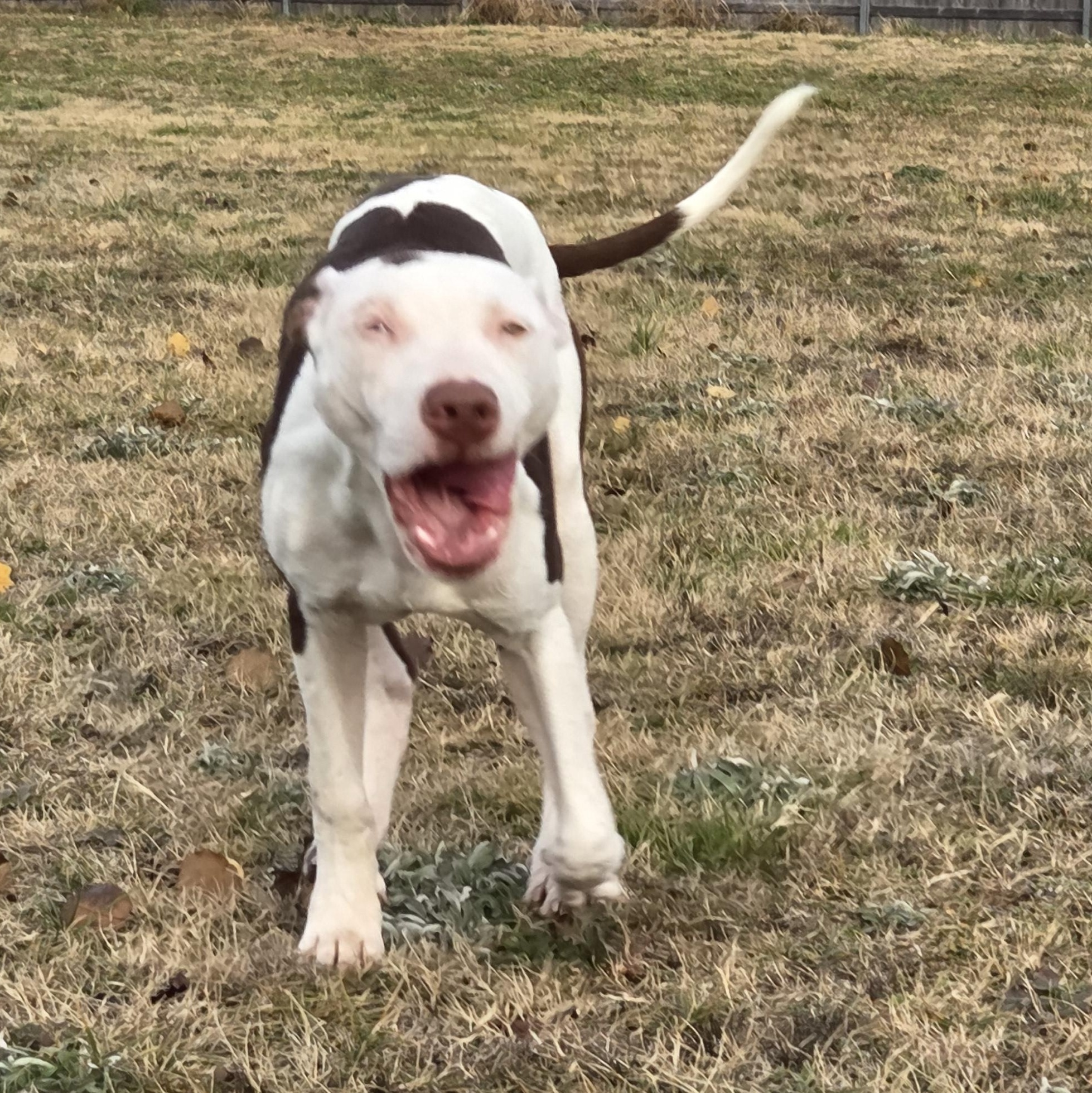 Mystik, Adoptable, Young Male Boxer & Pit Bull Terrier.