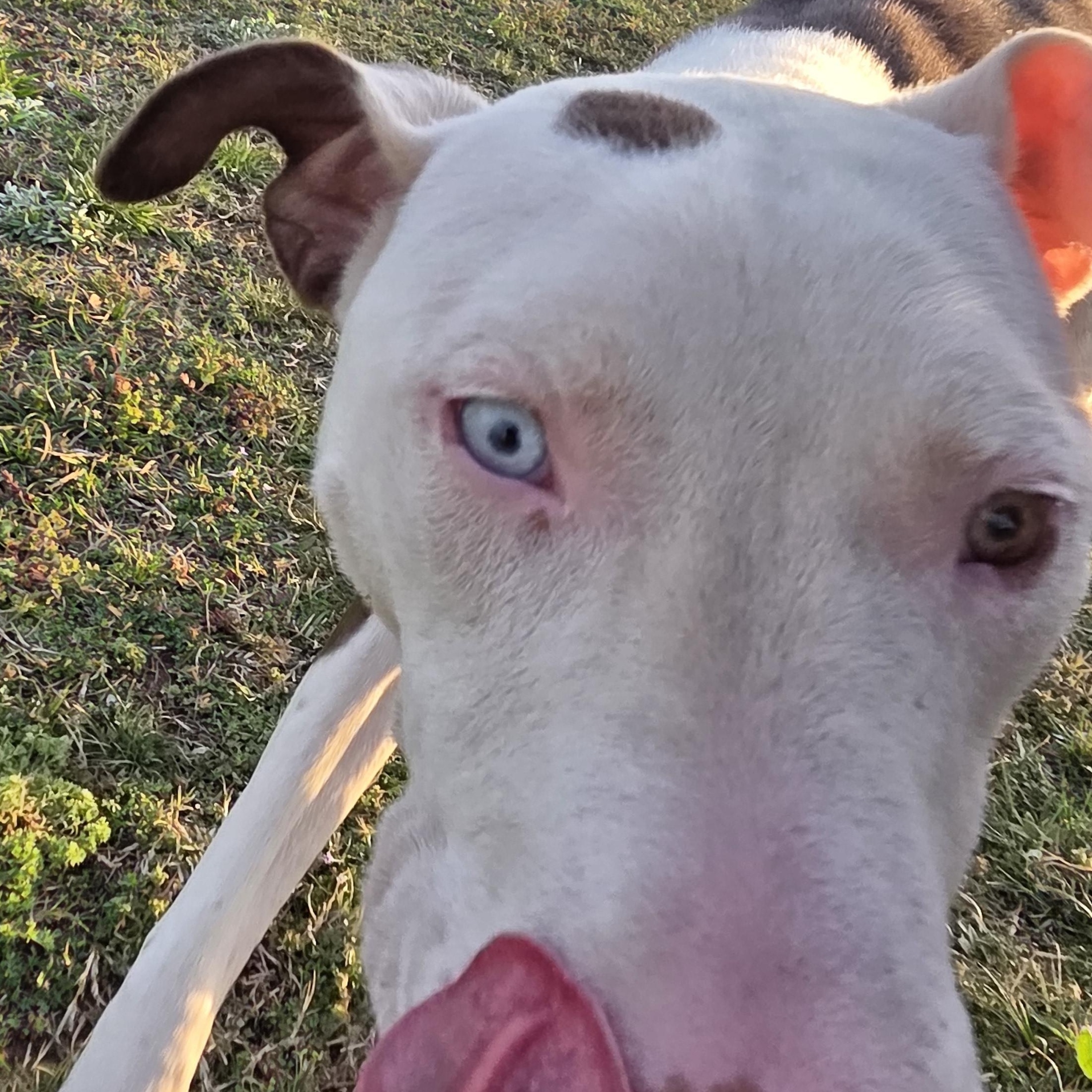 Enlarge Mystik, a Adoptable mixed breed in Owasso, OK image 1/5