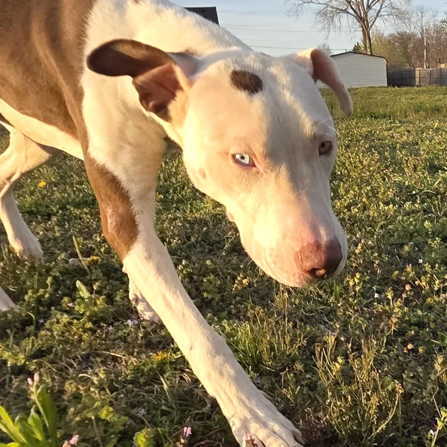Enlarge Mystik, a Adoptable mixed breed in Owasso, OK image 2/5