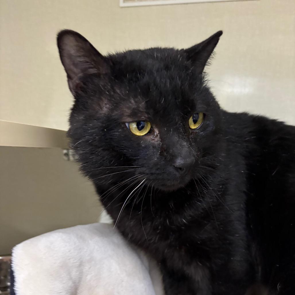 Ballroom Dancer, Adoptable, Adult Male Domestic Short Hair.