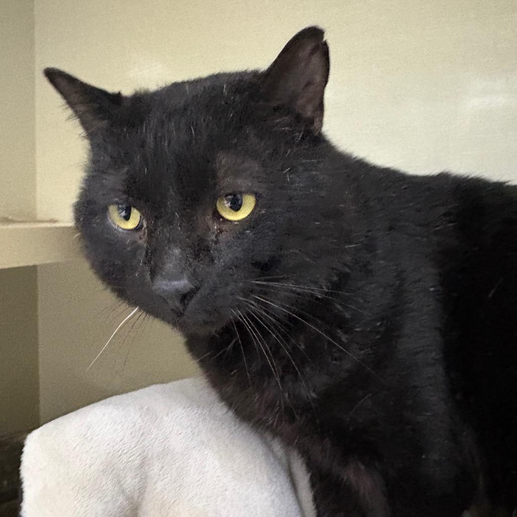 Ballroom Dancer, a Adoptable Domestic Short Hair in St. Paul, MN image 2/2