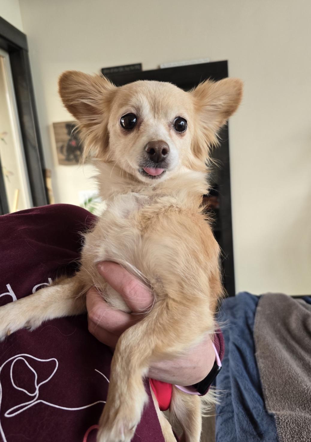 Enlarge Sara , a ADOPTABLE Chihuahua in Powell Butte, OR image 1/3