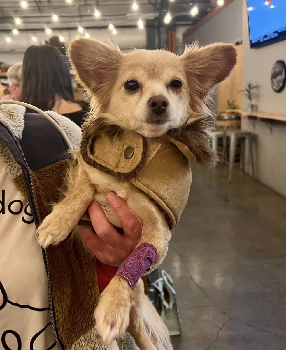 Enlarge Sara , a ADOPTABLE Chihuahua in Powell Butte, OR image 3/3