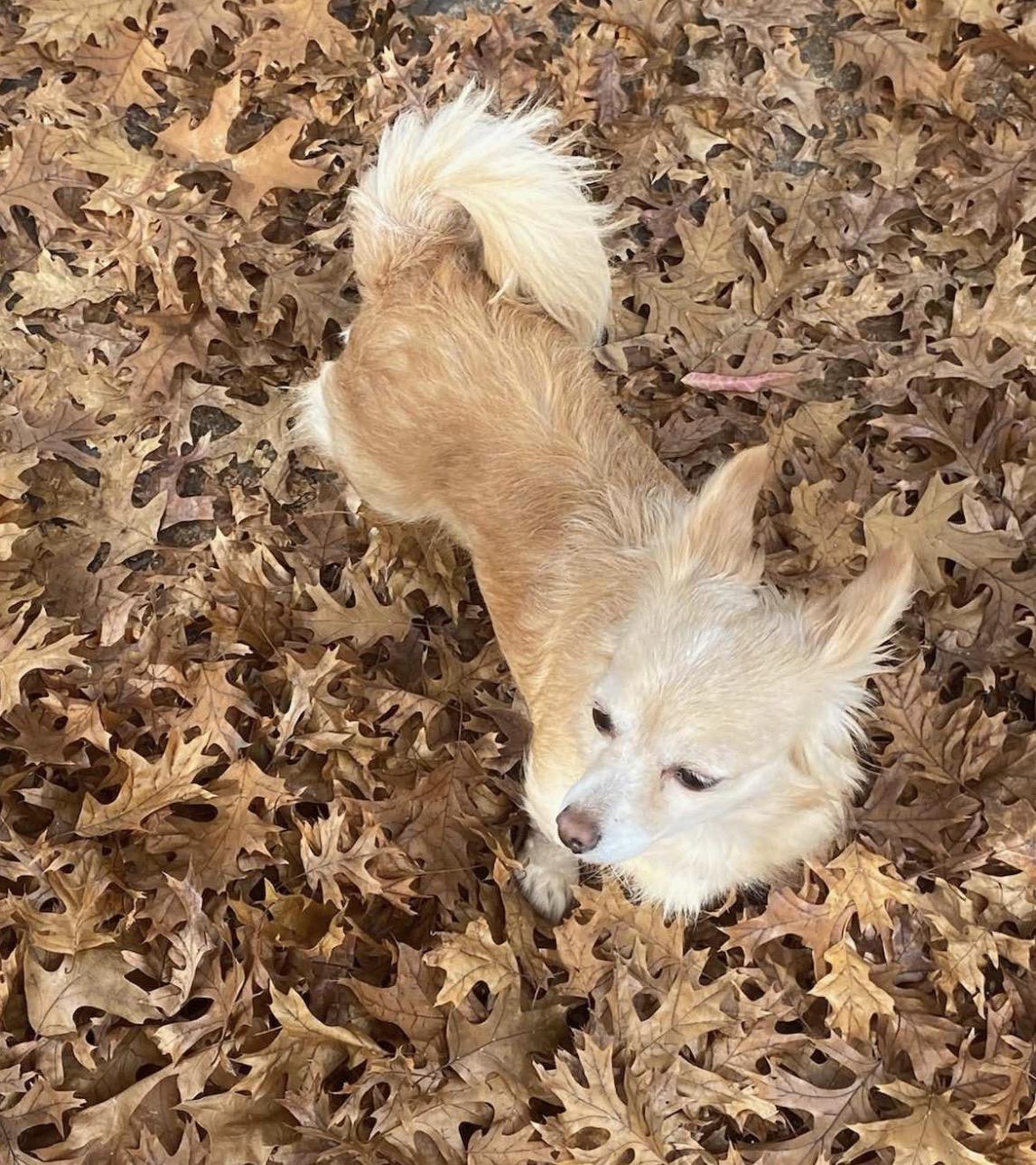 Enlarge Sara , a ADOPTABLE Chihuahua in Powell Butte, OR image 2/3
