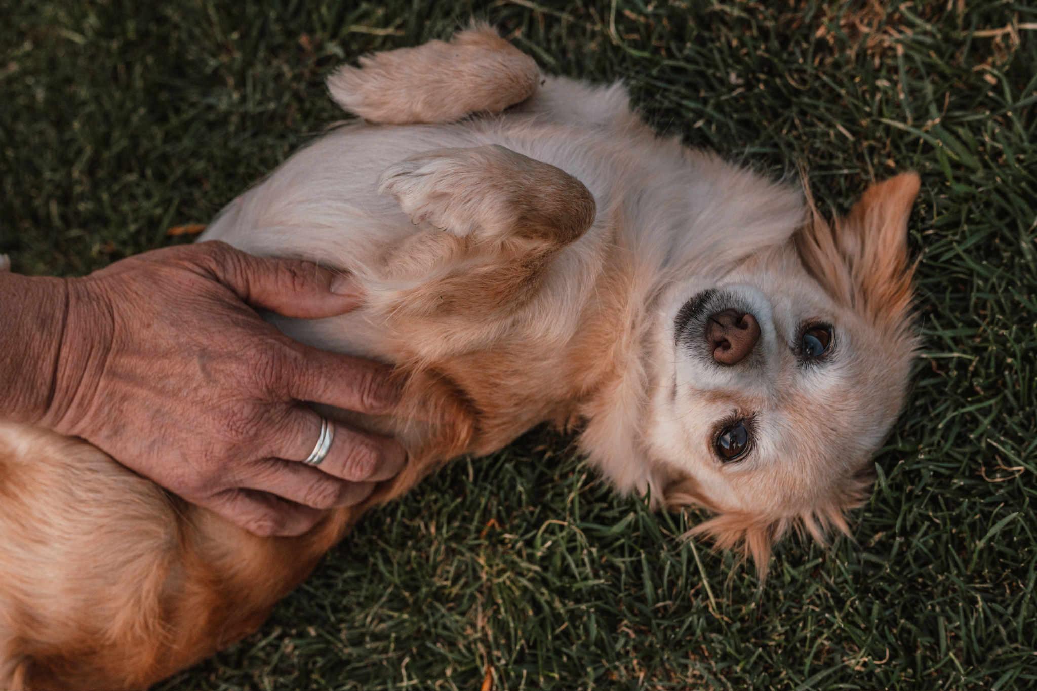 Sara - Adoptable Pet | Petfinder | Petfinder