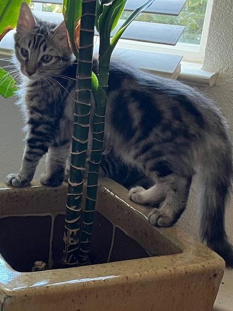 Madeleine, a Adoptable mixed breed in Antioch, CA image 2/3